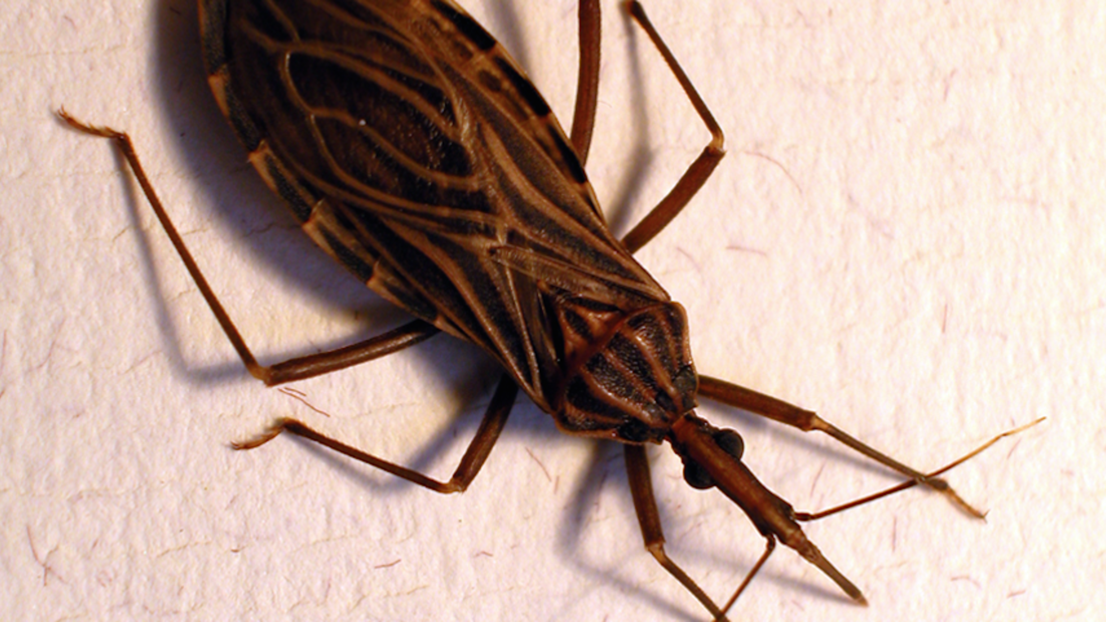 The 1899 Kissing Bug Epidemic That (Probably) Wasn't Mental Floss