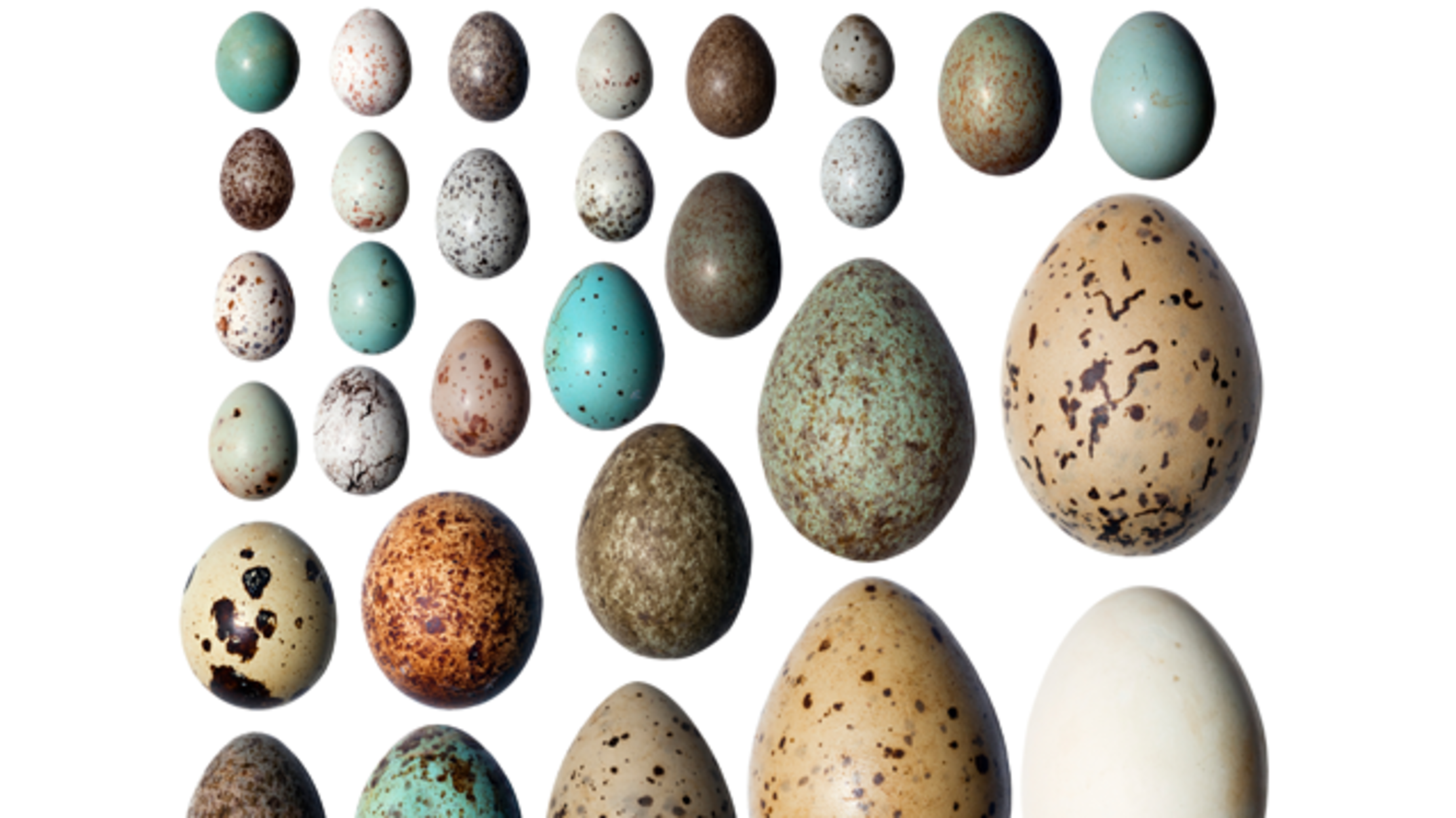 Meet the People Who Collect Illegal Eggs Mental Floss