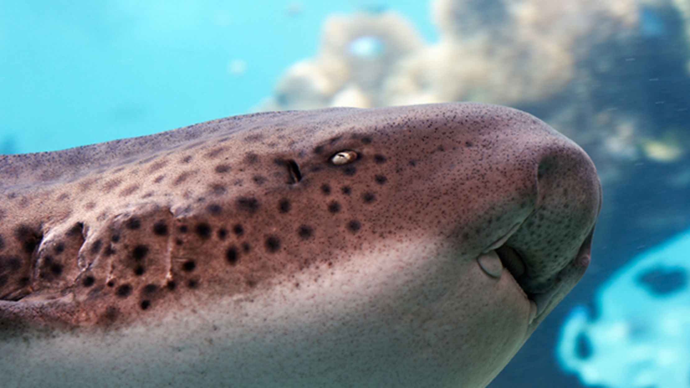 Sharks Use Their Noses to Find Their Way Mental Floss