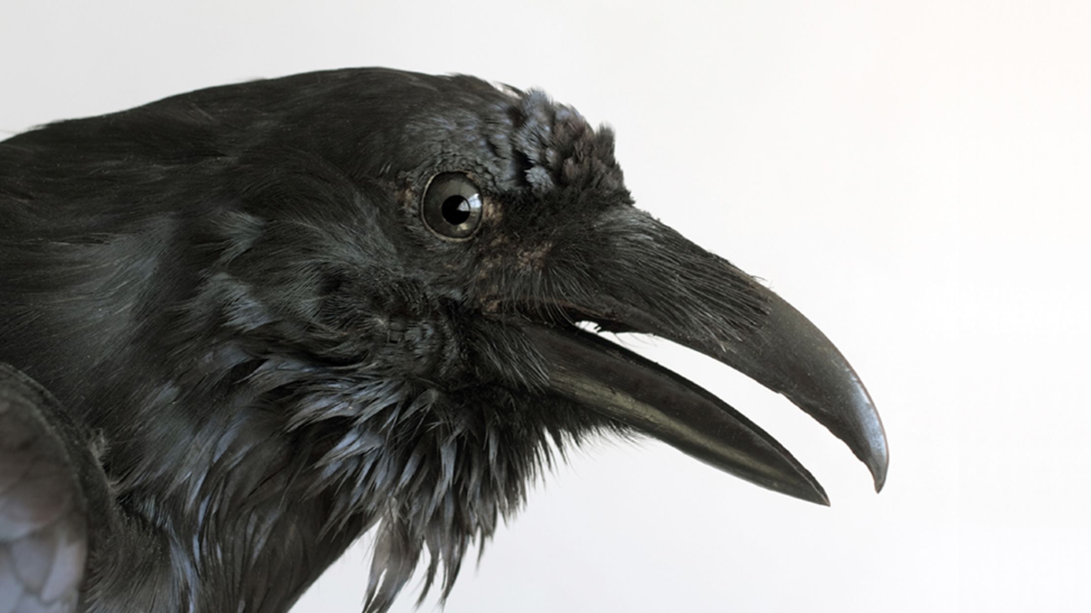 10 Fascinating Facts About Ravens | Mental Floss