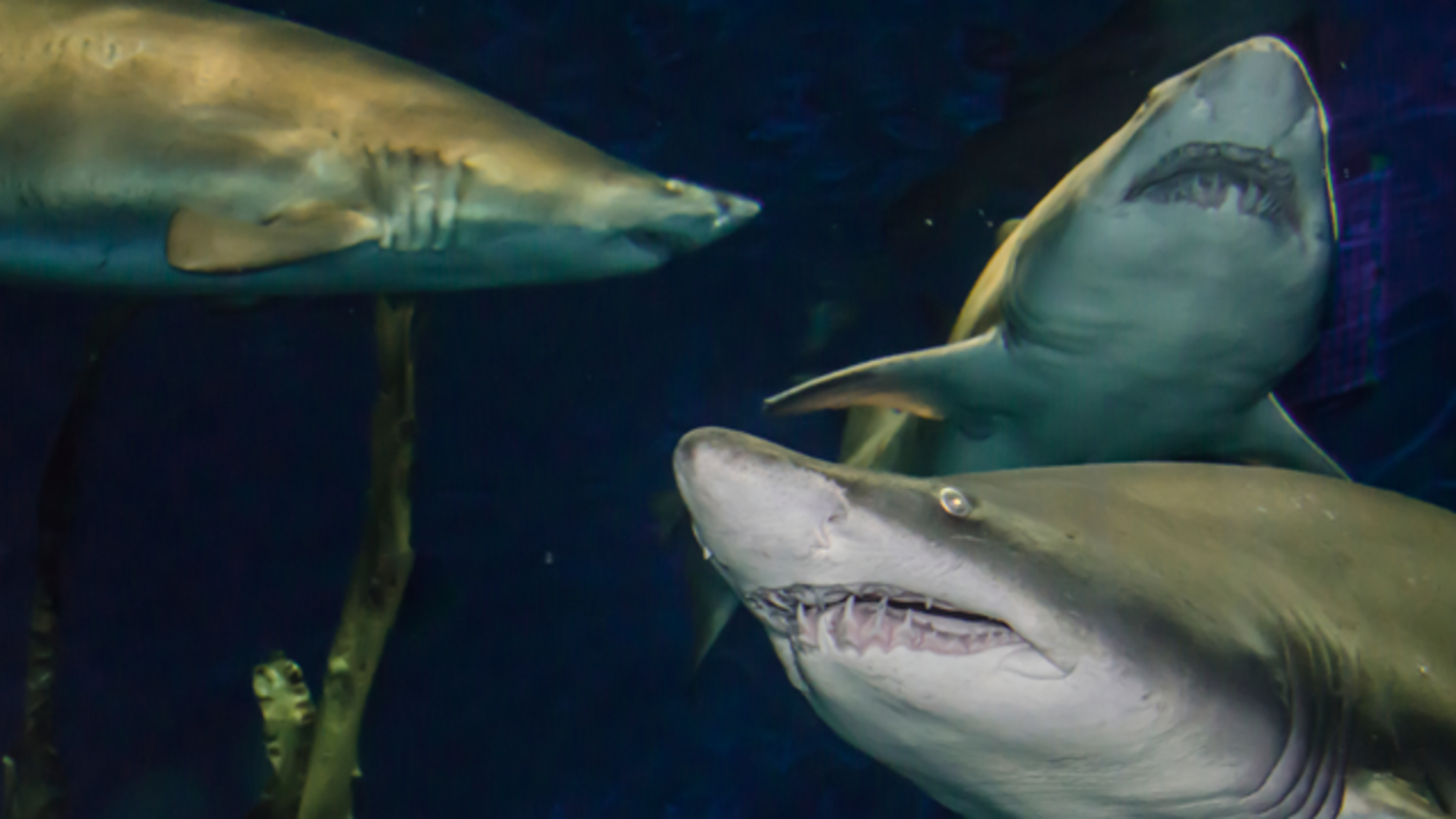 Scientists Discover Sand Tiger Shark Nursery Off Long Island Shore