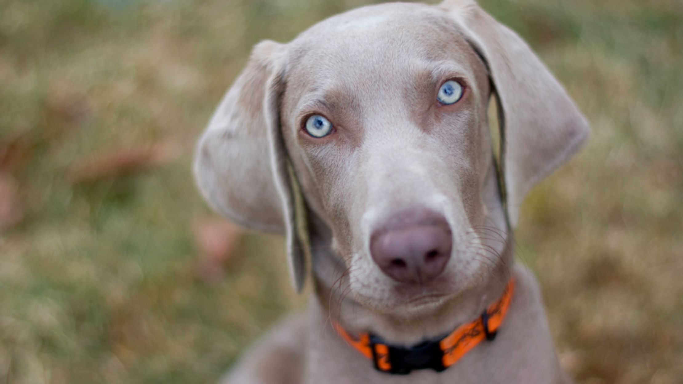 11 Noble Facts About Weimaraners 