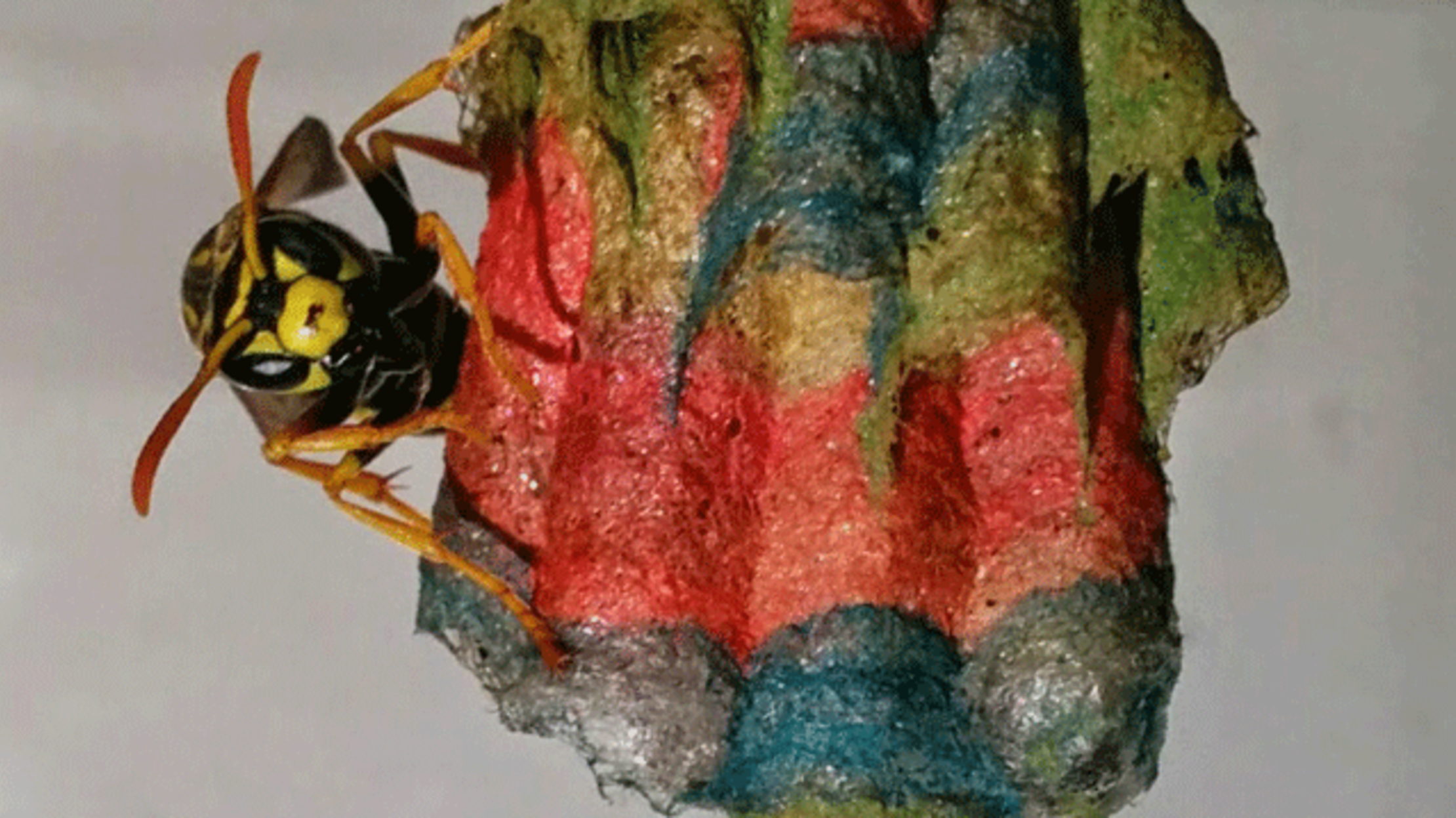 photo Red Paper Wasp Nest this rainbow wasp nest was built with
