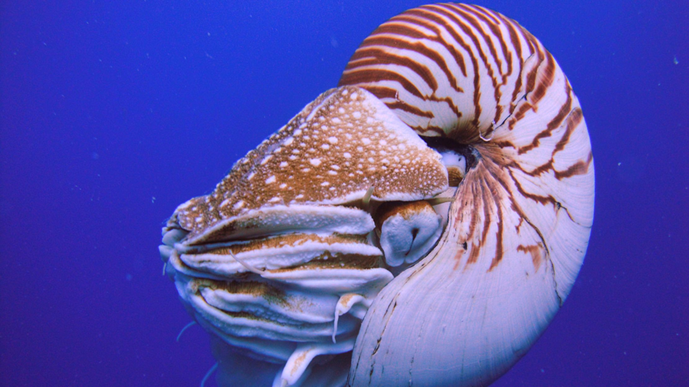 10 Chambered Facts About Nautiluses Mental Floss