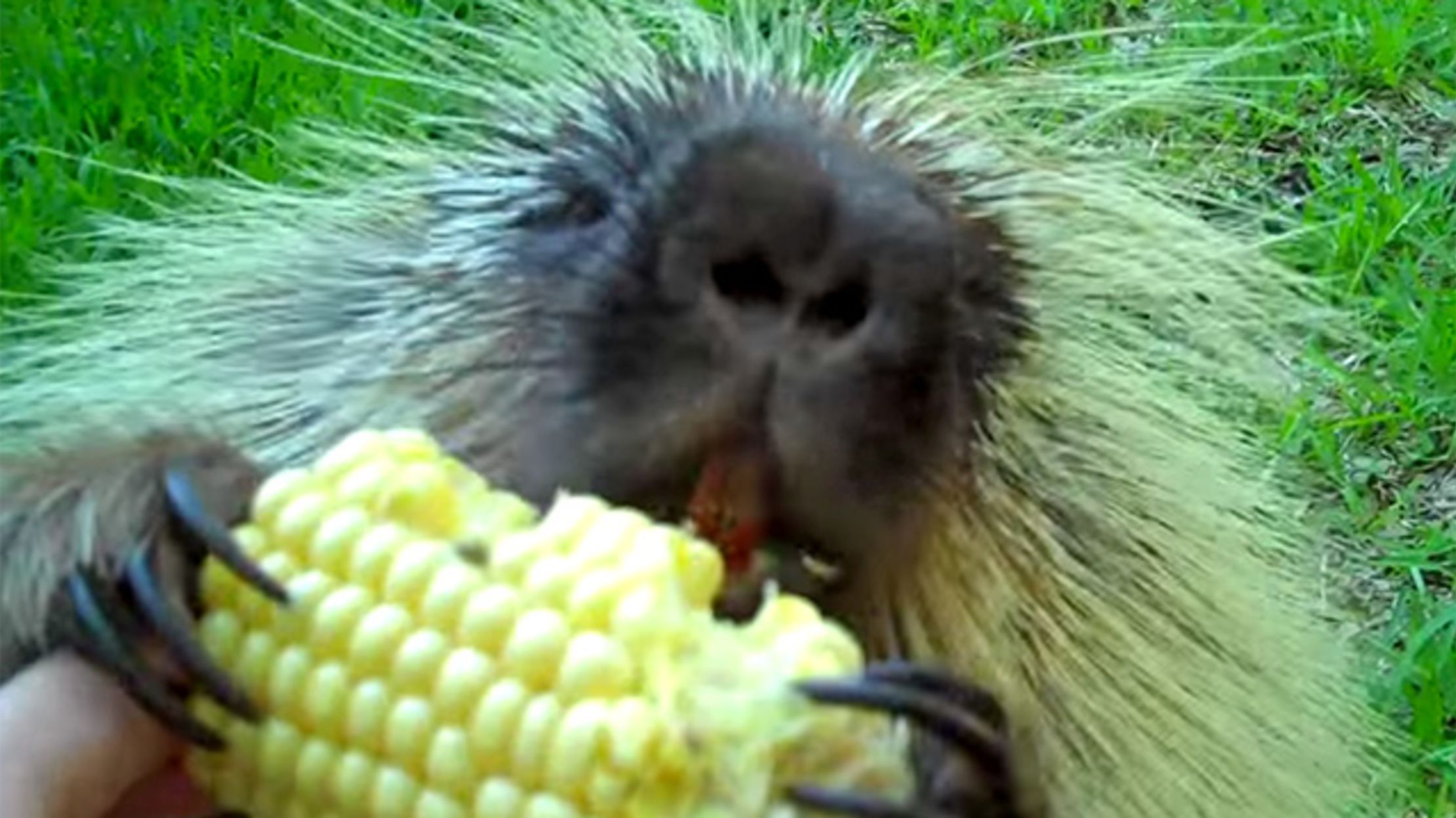 Porcupines Sound Like Crazed Ewoks Mental Floss