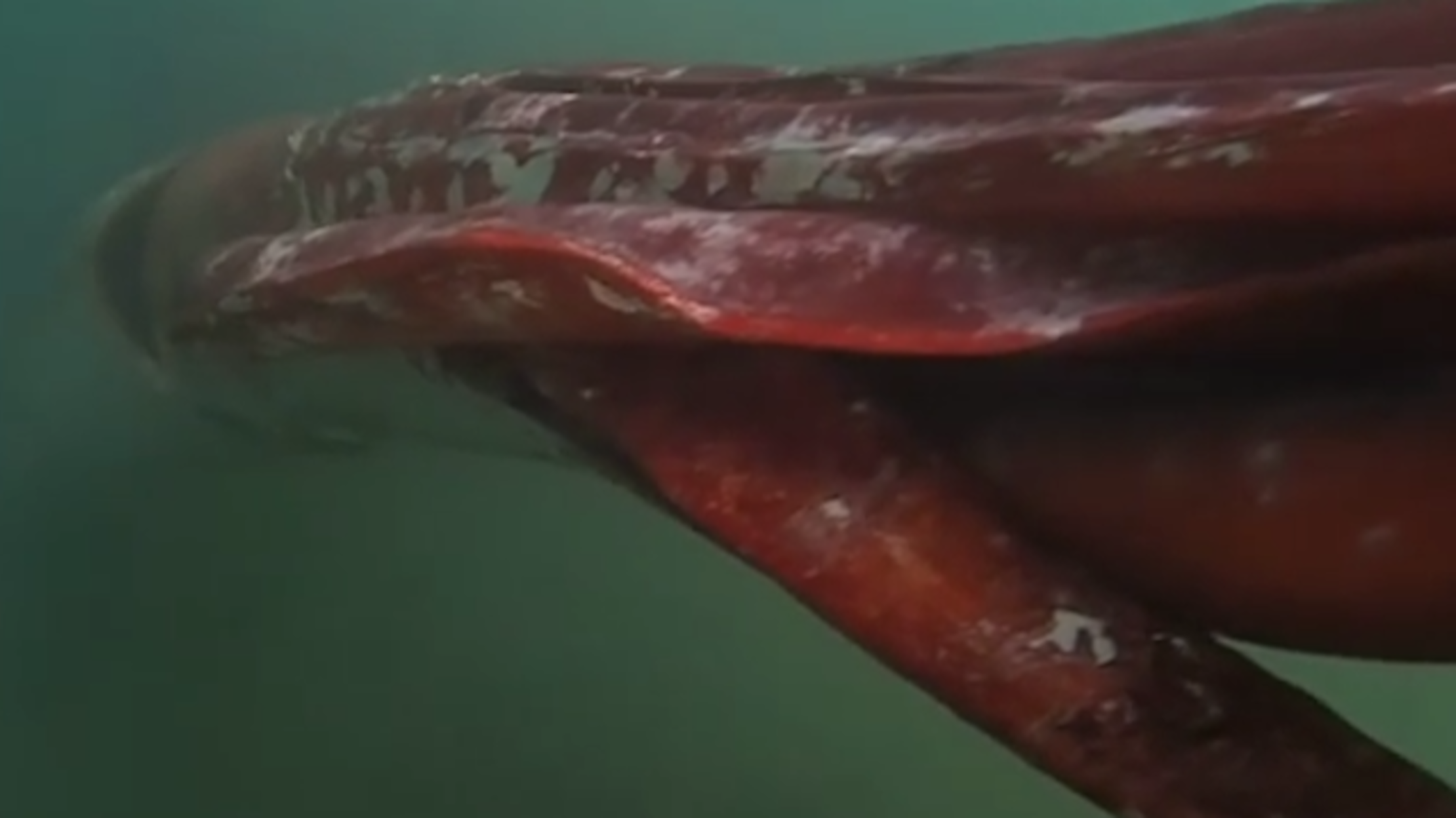 Watch this Giant Squid Swim Alongside a Diver in Japan Mental Floss