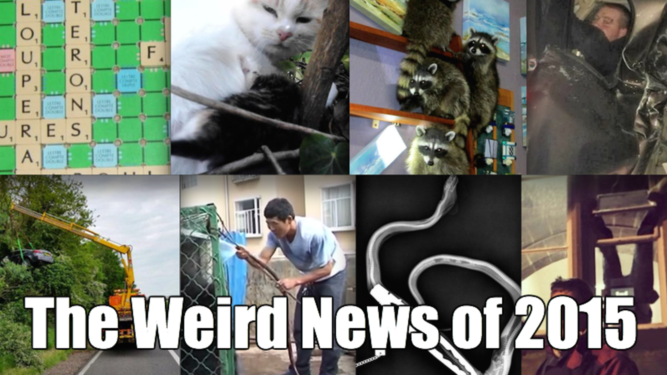 The Top 20 Weird News Stories of 2015 Mental Floss