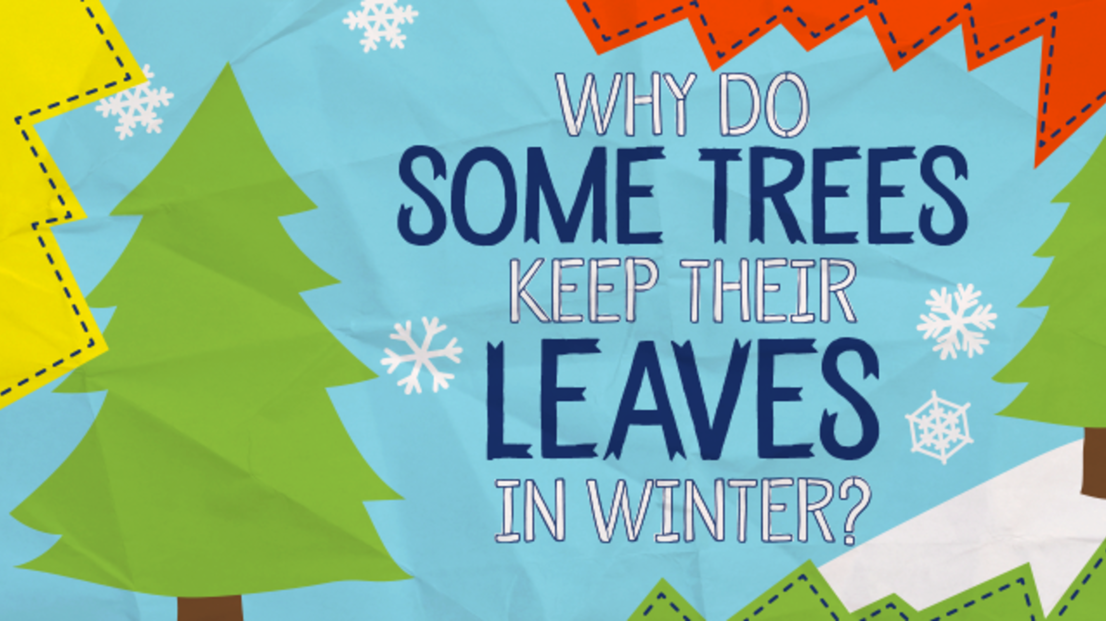 Why Do Some Trees Keep Their Leaves in Winter? Mental Floss