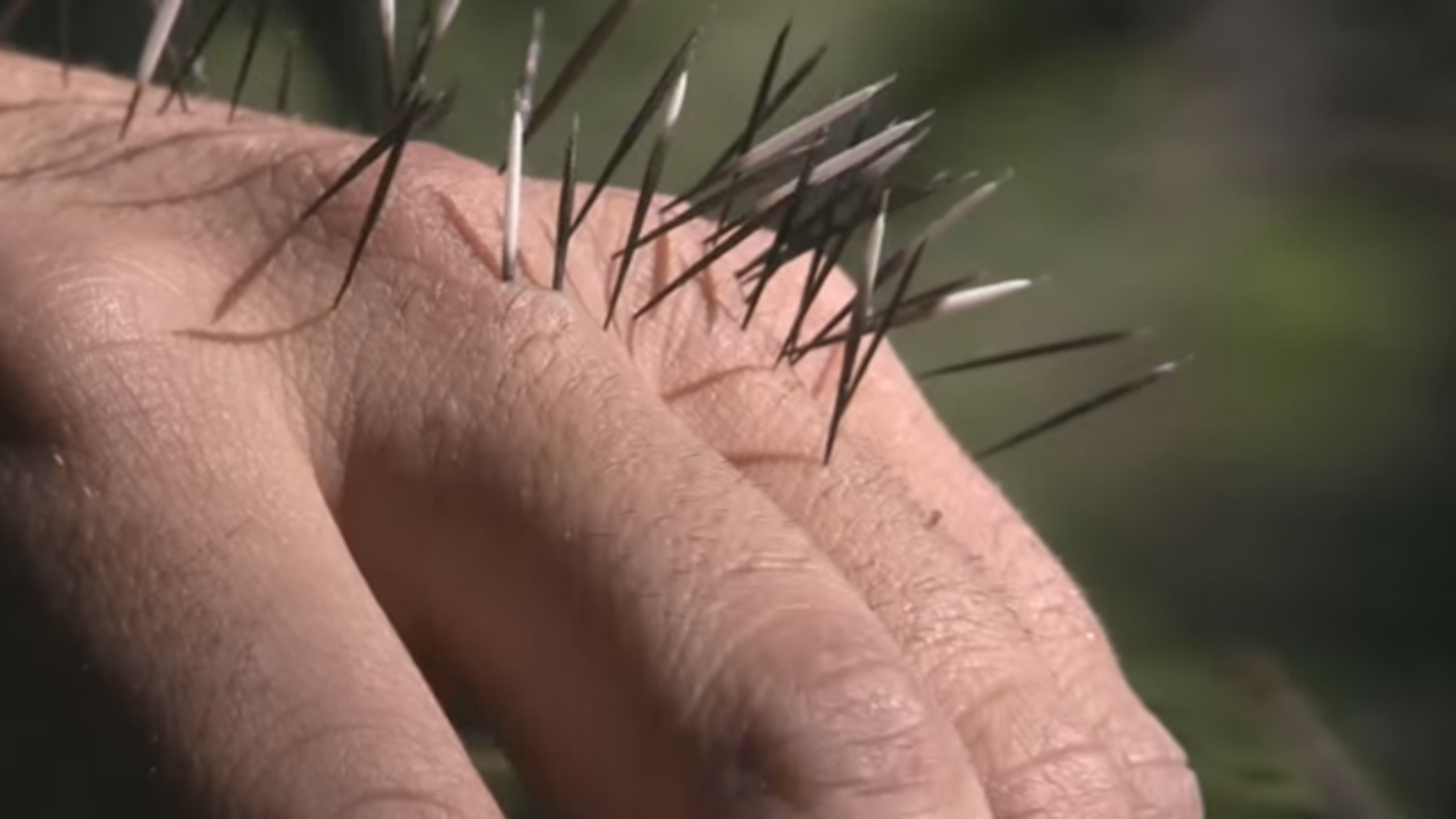 What Happens When You Get Quilled by a Porcupine Mental Floss