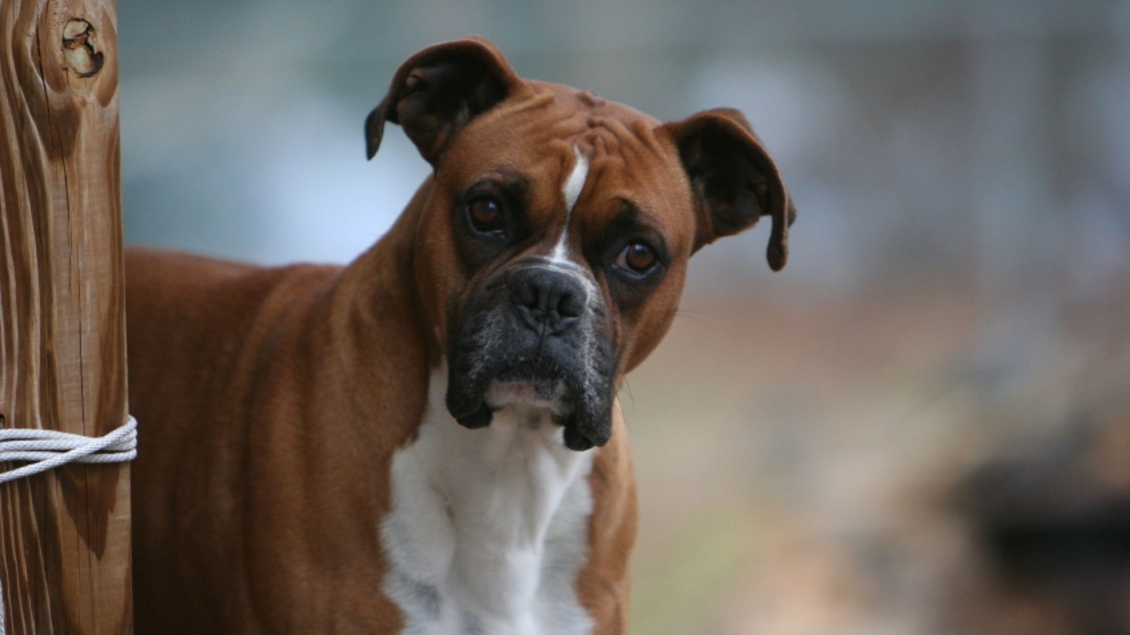 boxer dogs