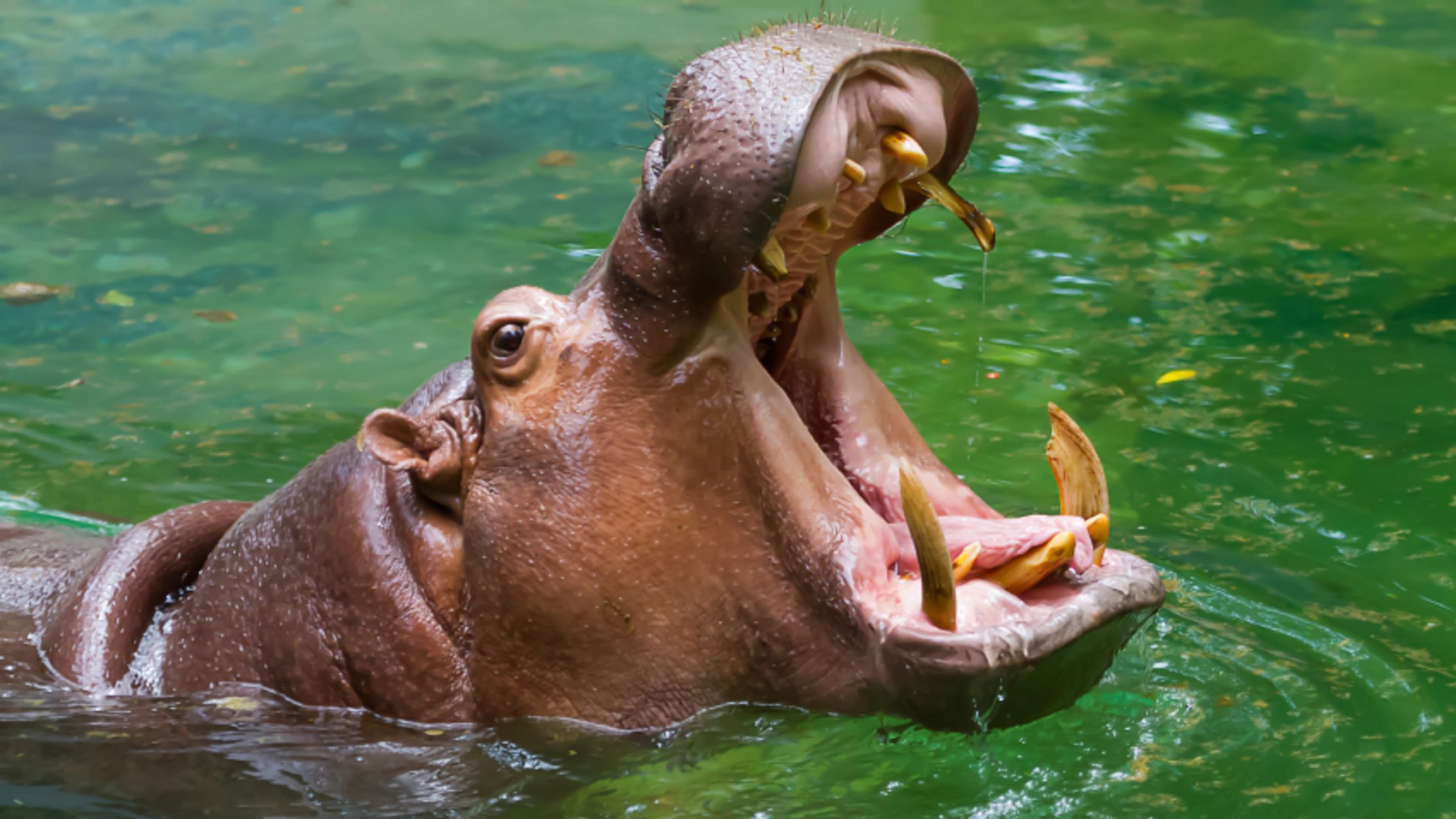 Hippos Eat Way More Meat than We Thought, and It Can Make Them Sick | Mental Floss