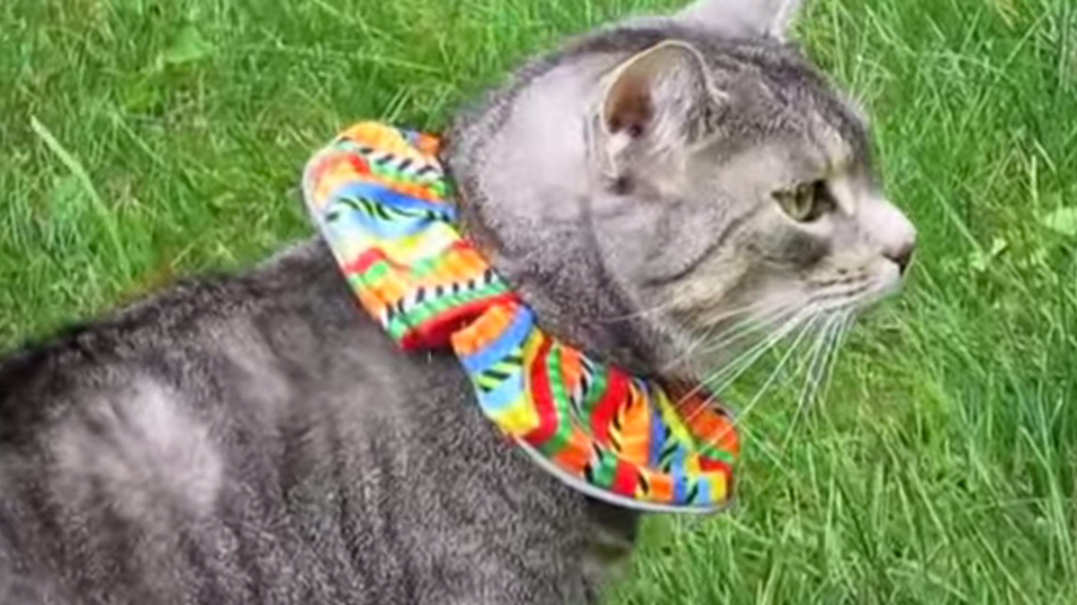 This Colorful Collar Helps Save Birds From Cats Mental Floss