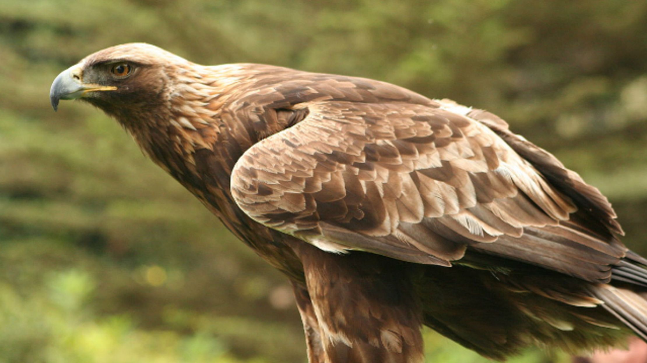 Norwegian Eagles Are Taking Out Full Grown Reindeer Mental Floss