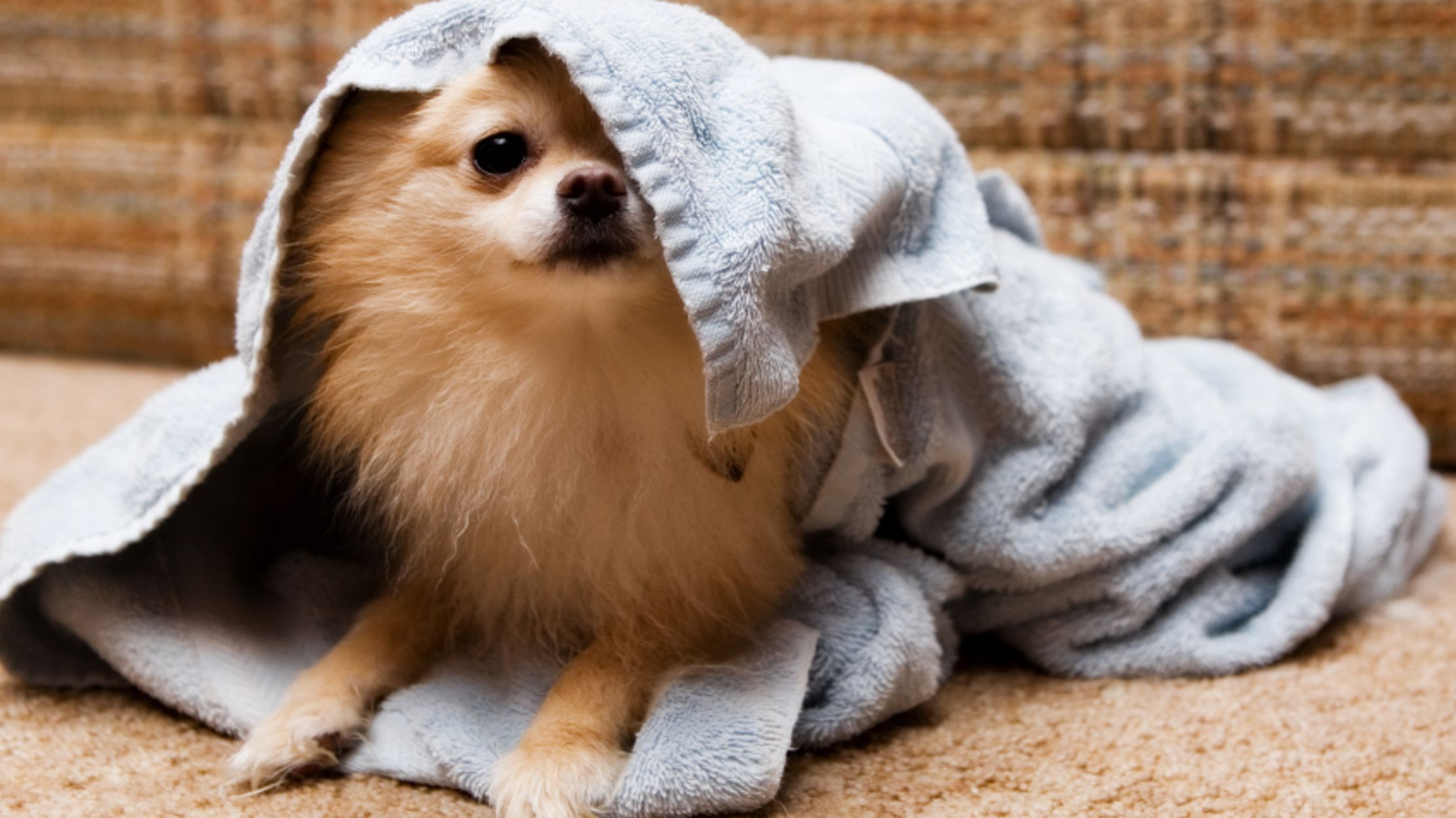 10 Not So Fluffy Facts About Pomeranians Mental Floss