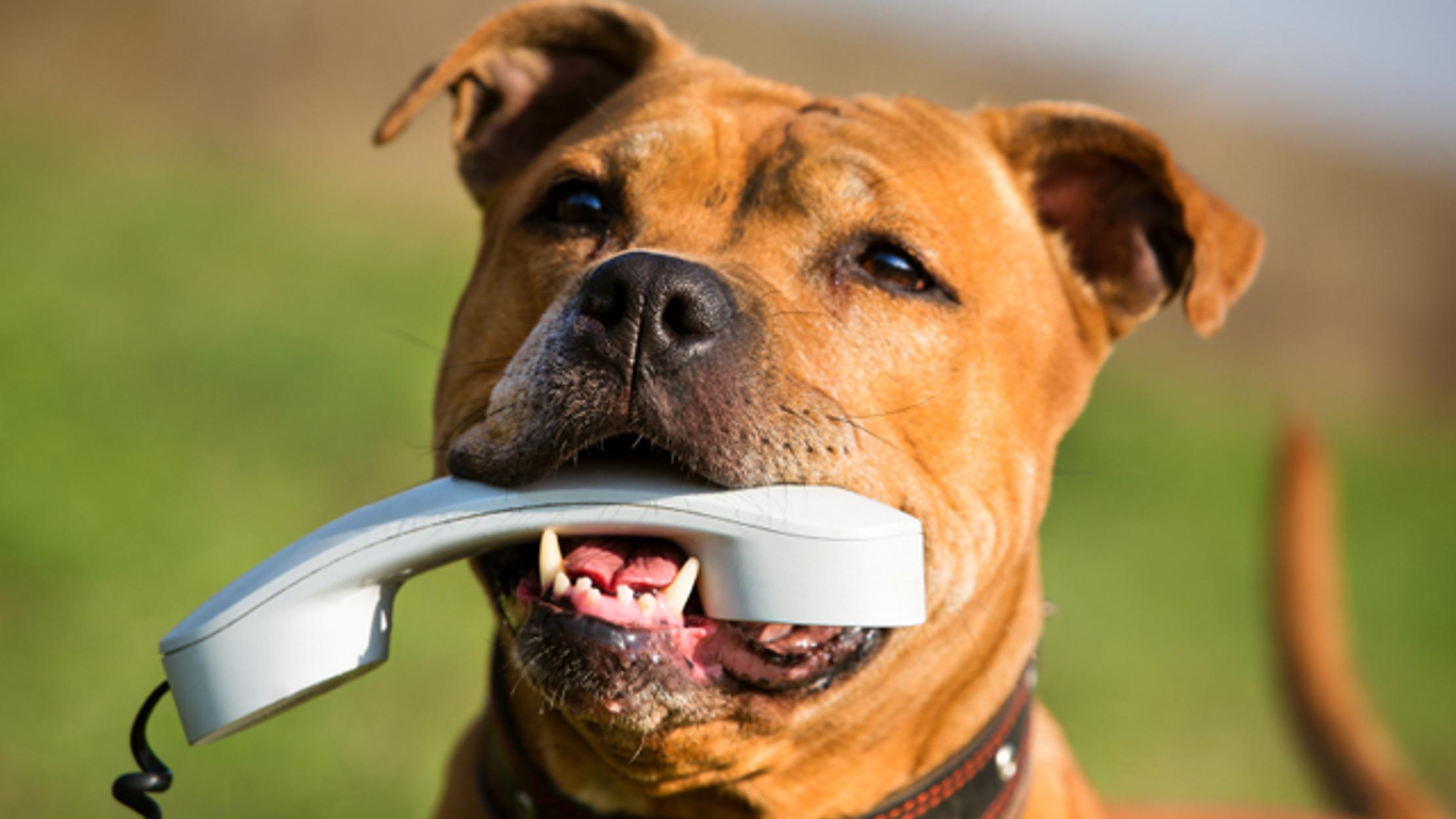 Scientists Are Designing Technology To Help Animals Talk Mental Floss
