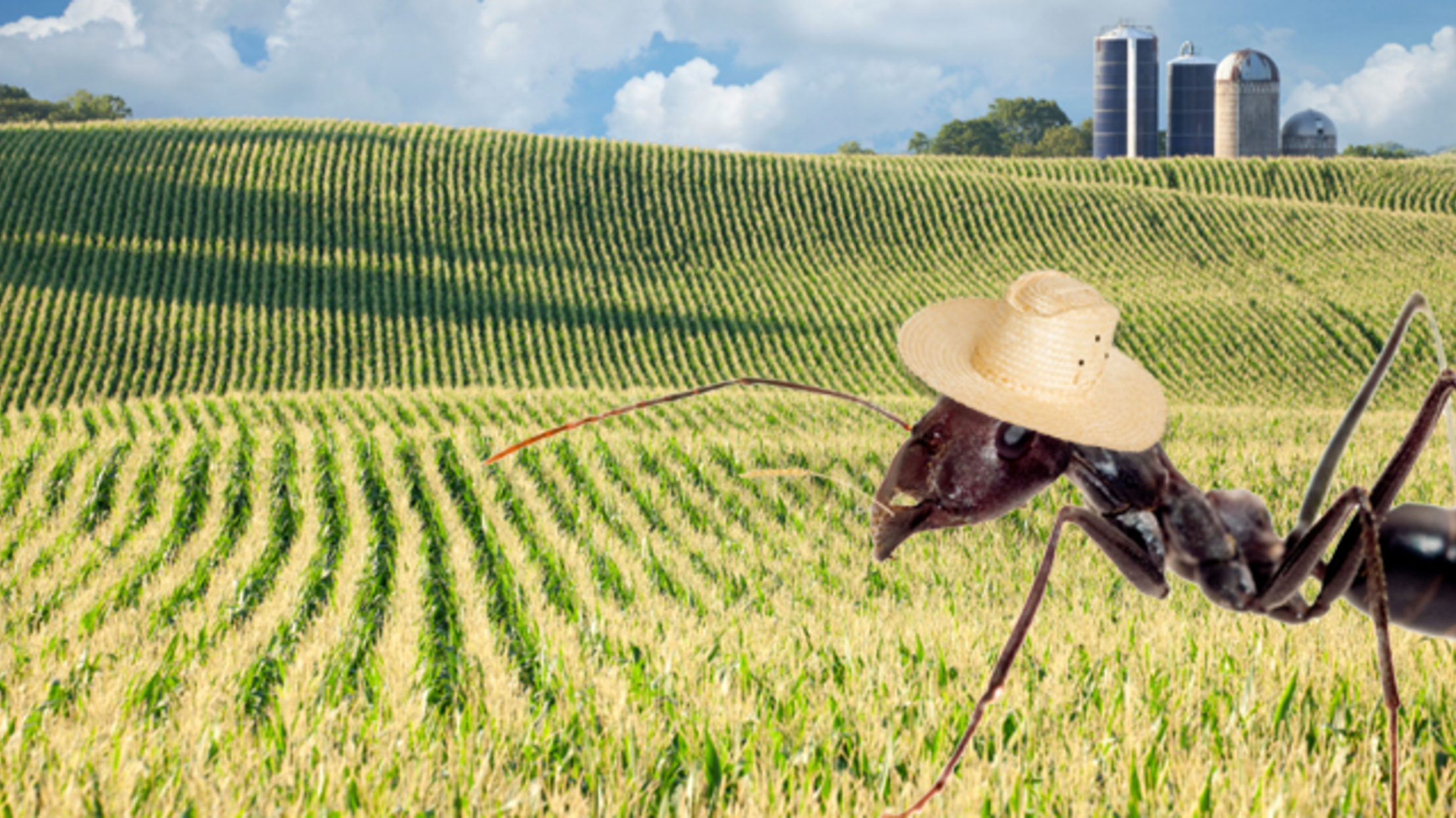 Watch Ants Act Like Tiny Farmers With Aphid Livestock Mental Floss