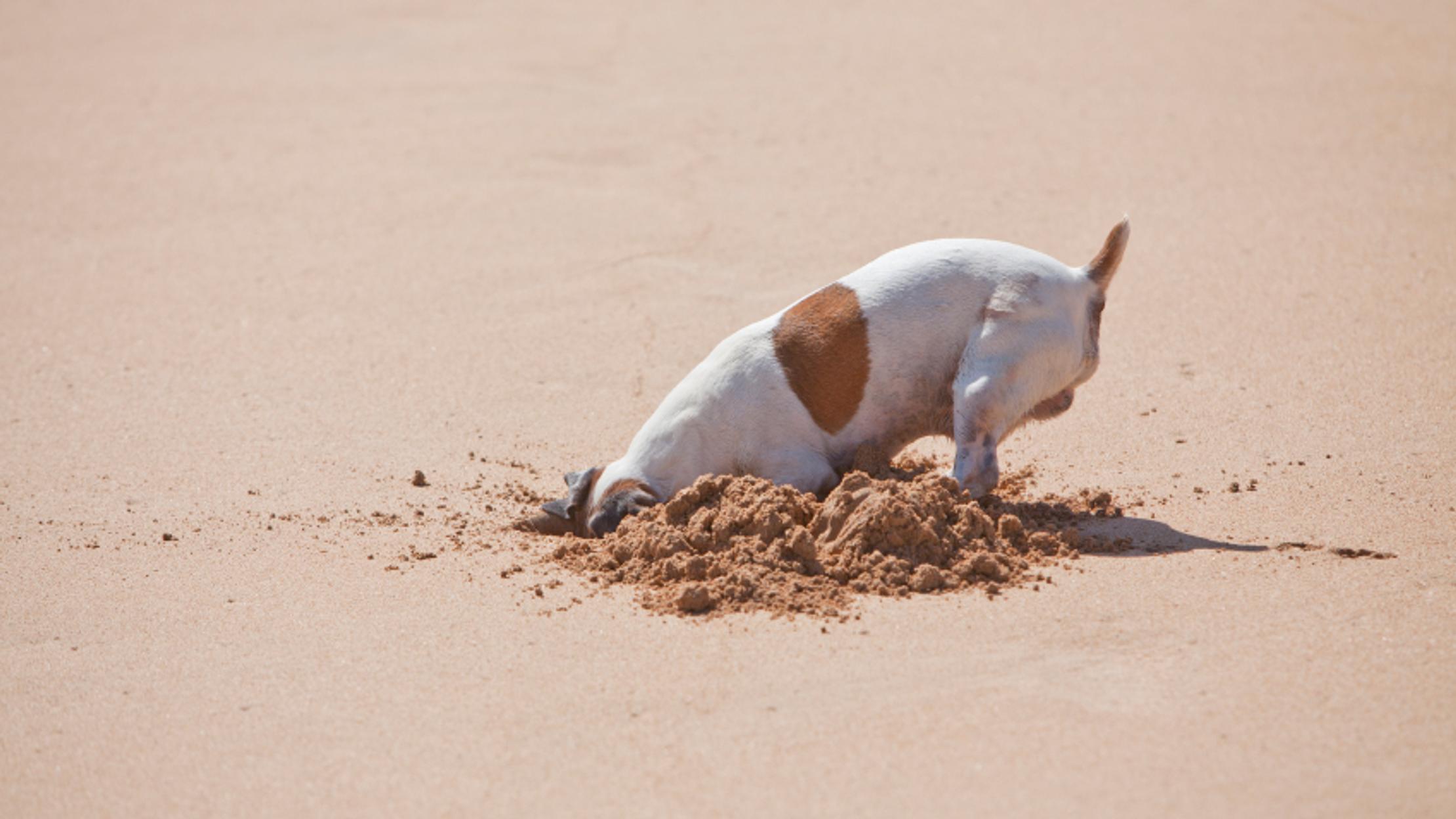 15 Theories For Your Pet s Odd Behavior Mental Floss
