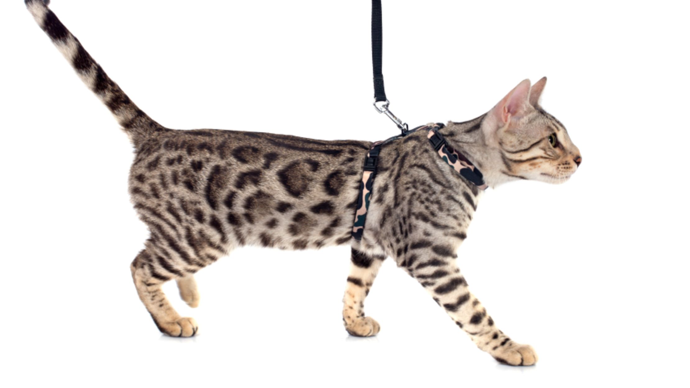 wild cats that can be domesticated