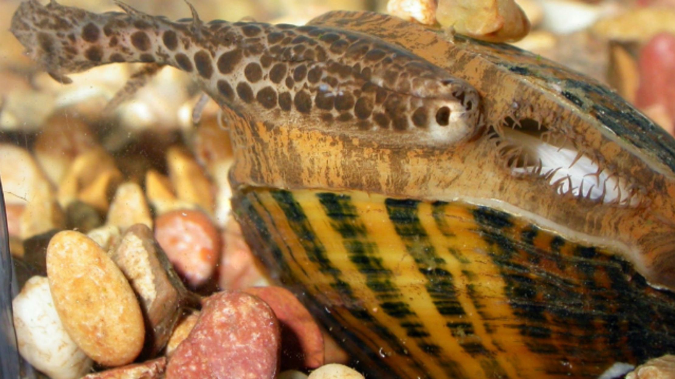 This Parasitic Mussel Pretends to Be a Fish Mental Floss