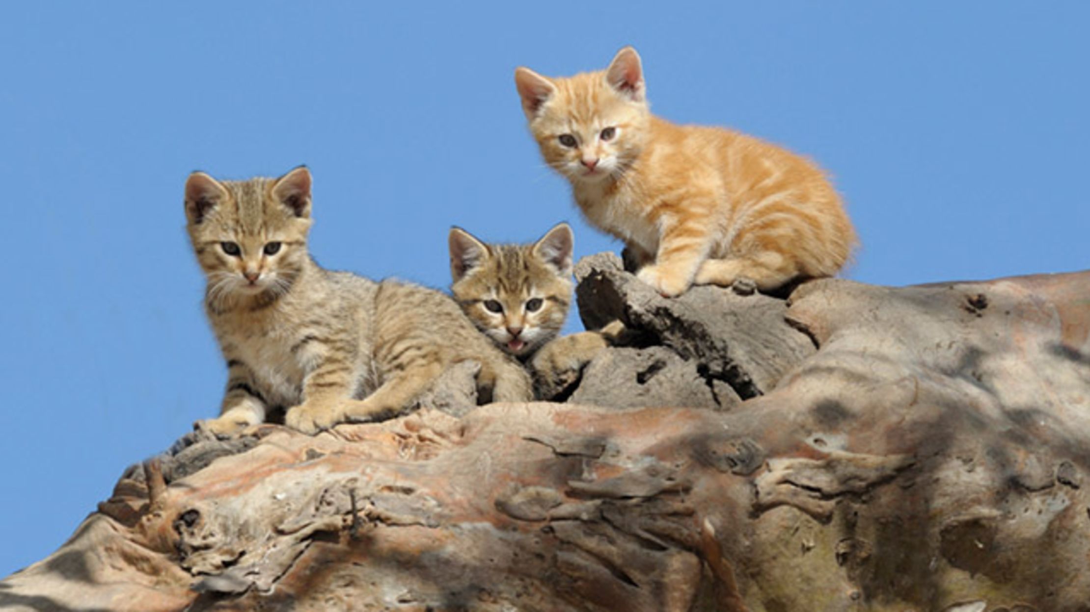 дикие кошки в австралии