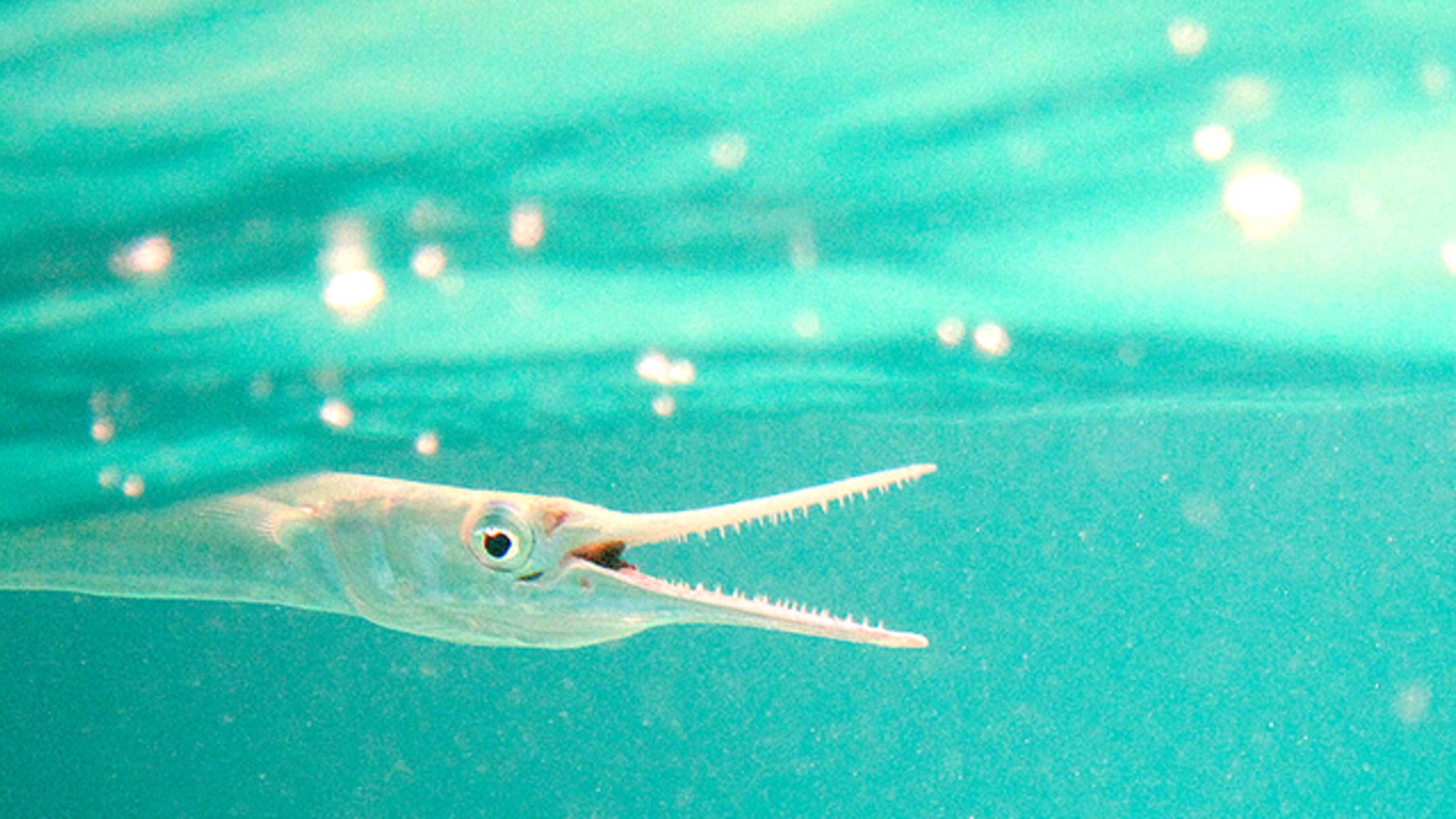 needlefish