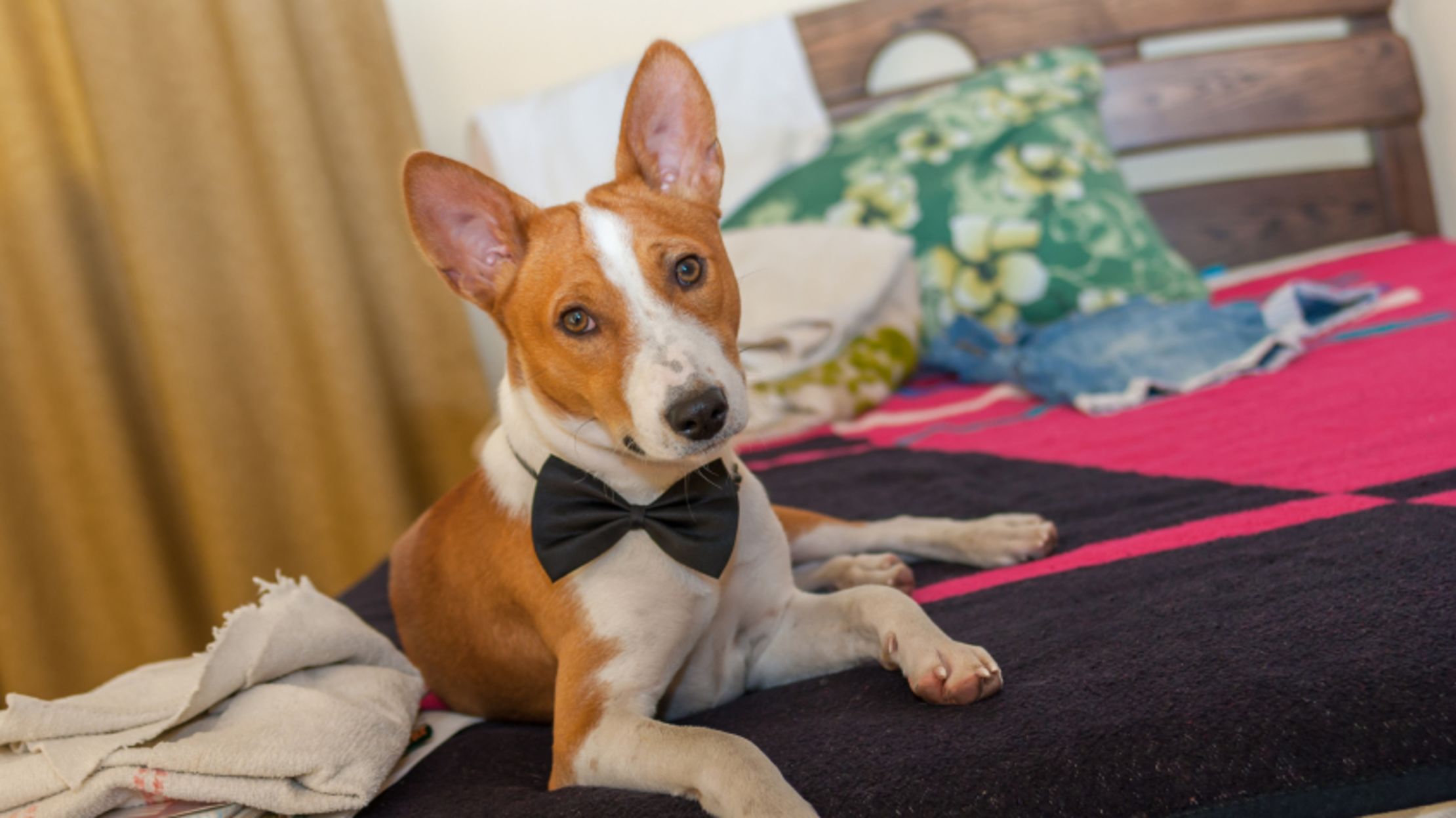 do basenjis get along with cats