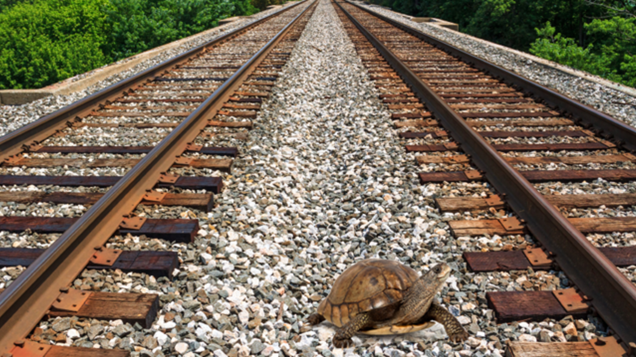 Japan Makes Train Tracks Safer for Turtles With Underground Walkways
