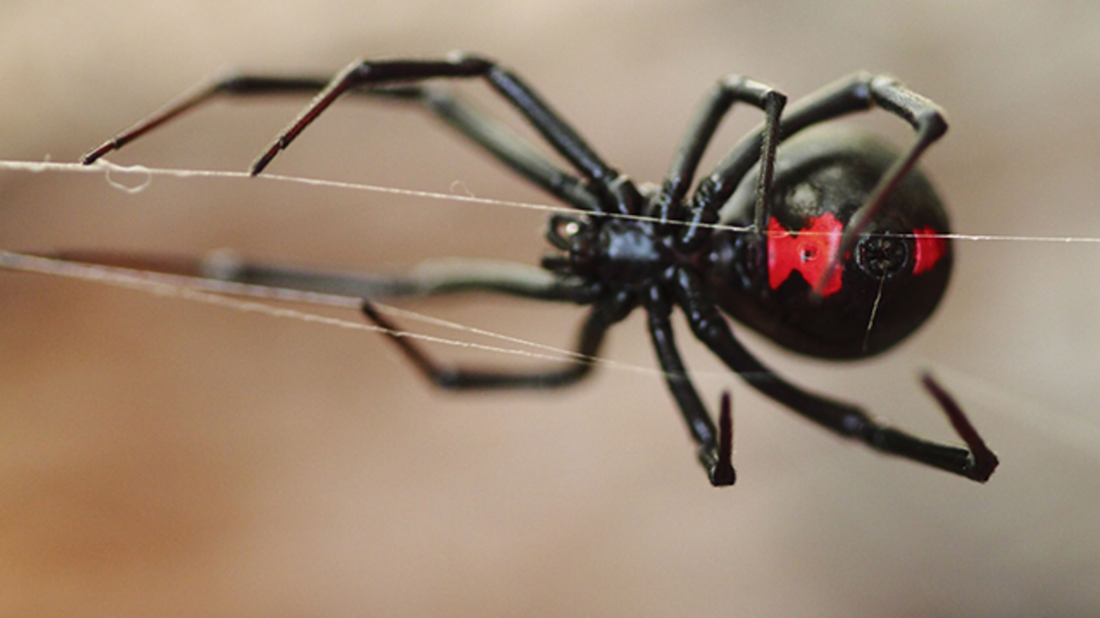 Spider Webs Are Chock Full of DNA from Devoured Insects Mental Floss