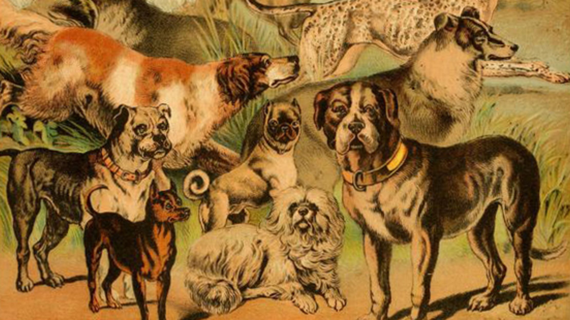 medieval hunting dog breeds