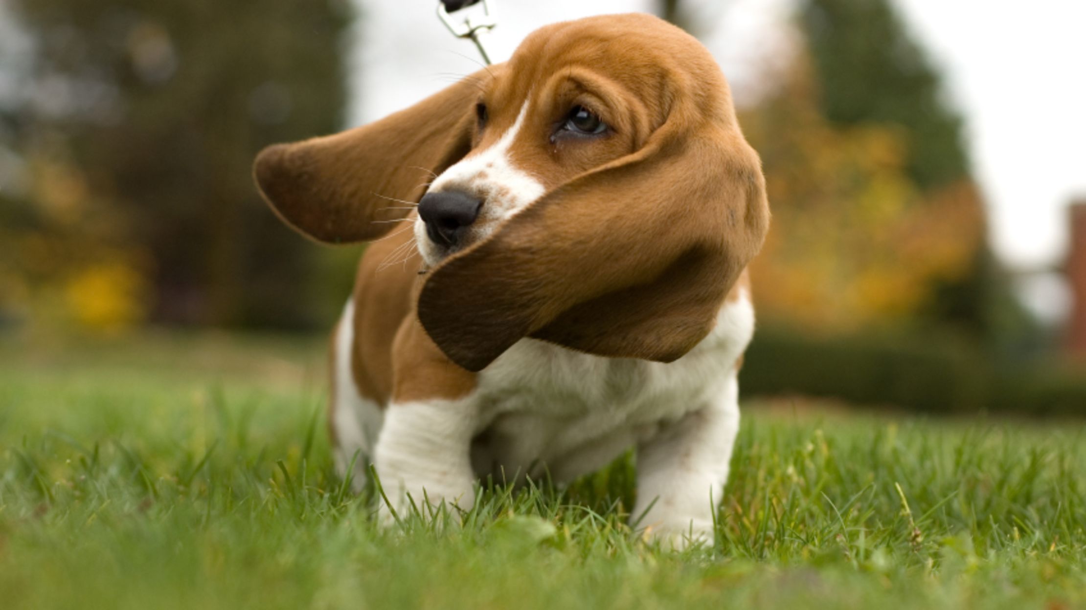 9 Floppy Facts About Basset Hounds 