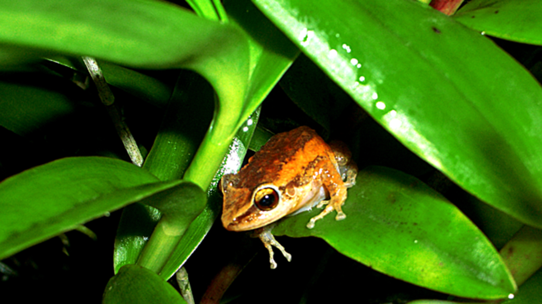 Hawaii S Big Island Is Overrun With Loud Frogs From Puerto