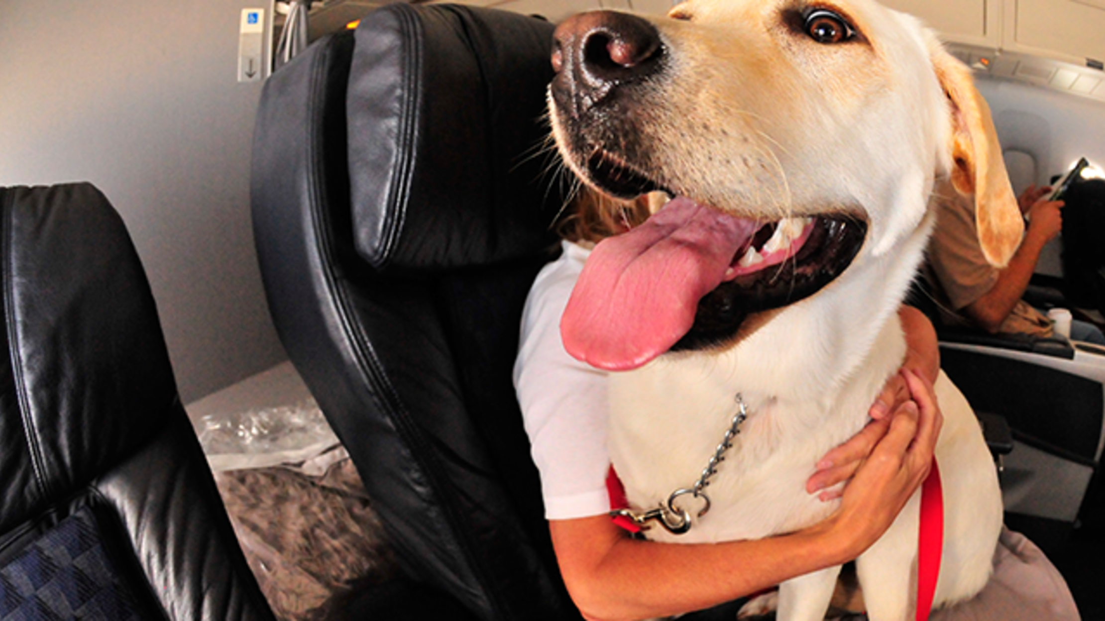 Delta Will No Longer Checking Pets as Cargo Luggage Mental Floss