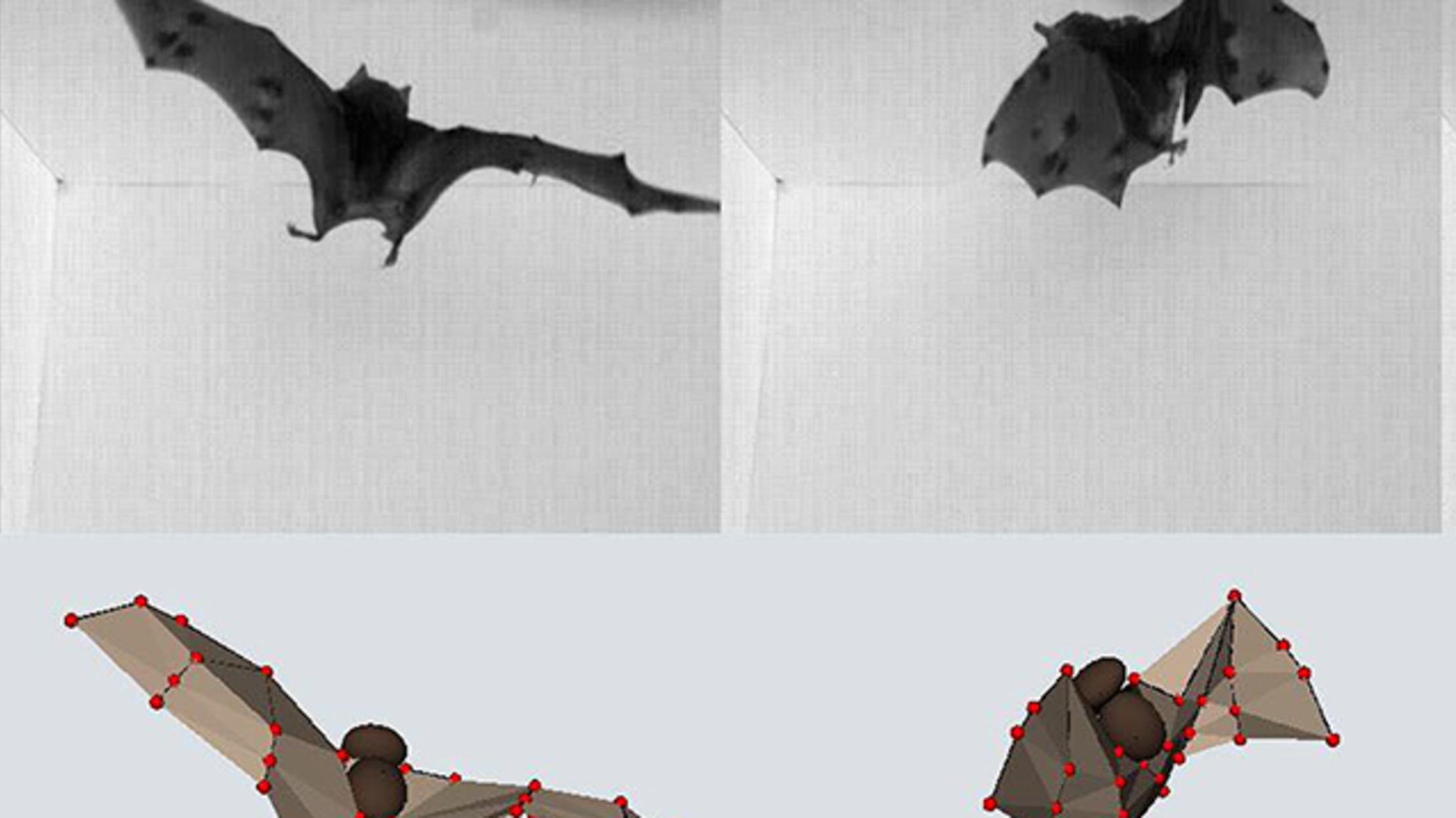 Bats Use Figure SkaterLike Moves to Land Upside Down Mental Floss