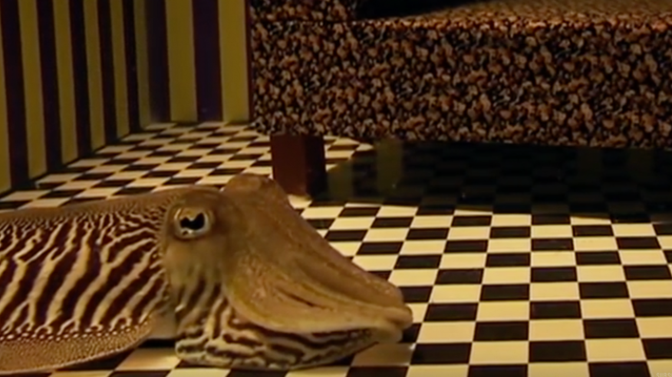 octopus chess board