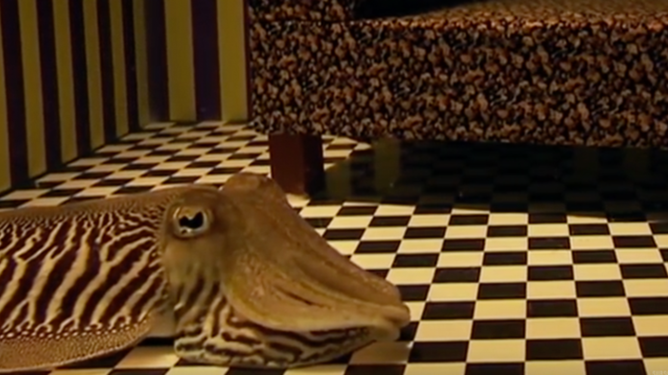 cuttlefish in living room