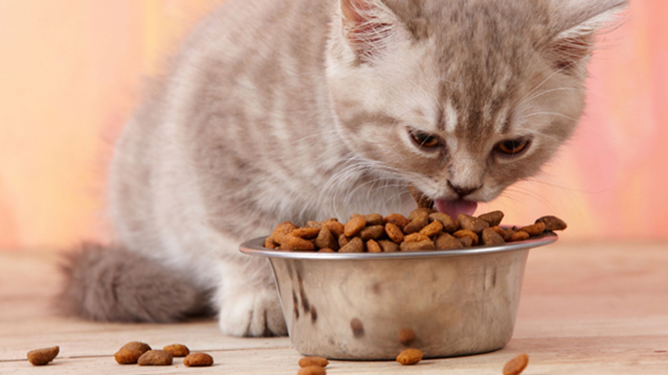 Why Is Your Cat Such a Picky Eater? Blame Bitter Taste Receptors