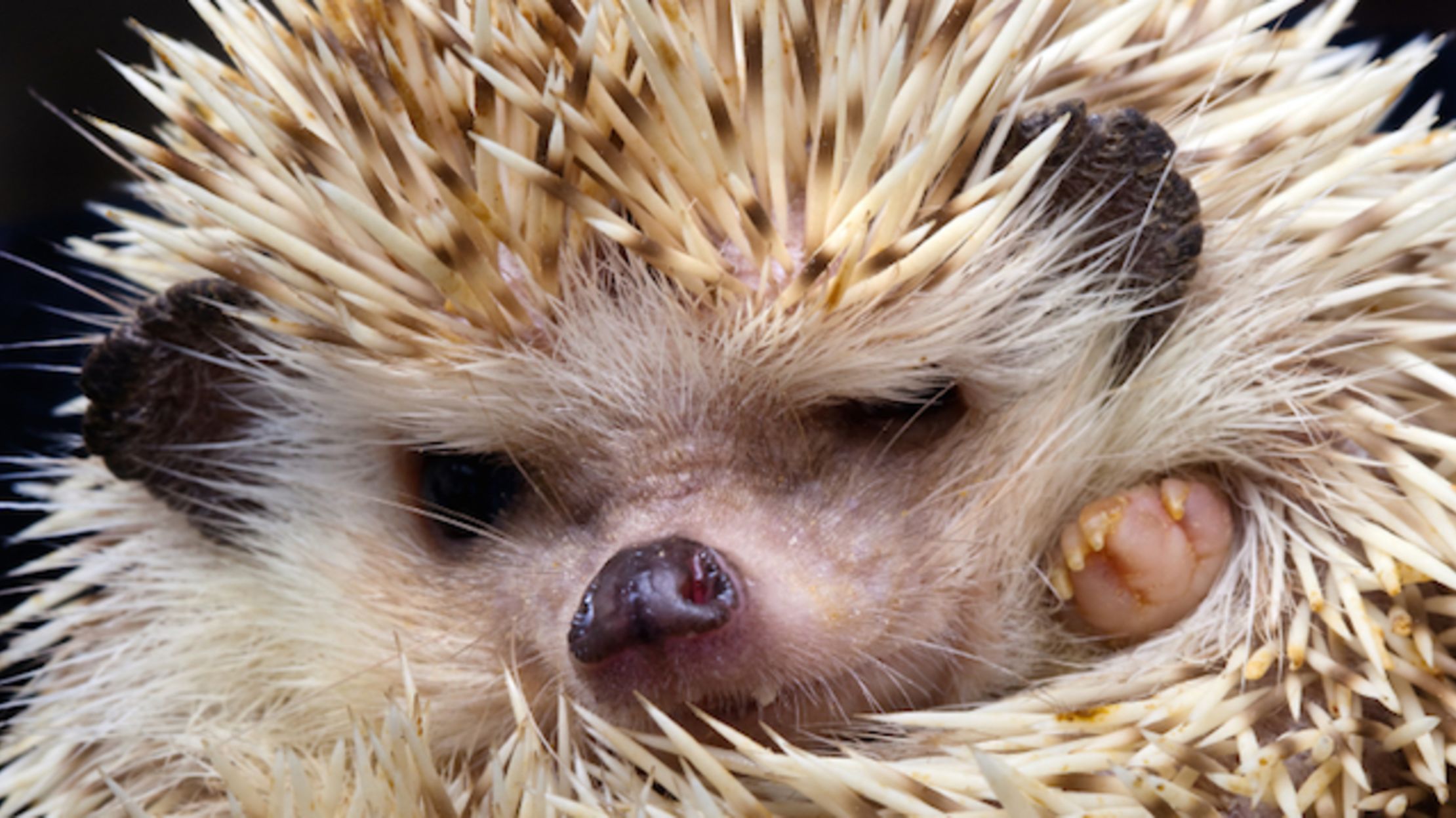 A Member of Parliament Wants Hedgehogs as the UK's National Species