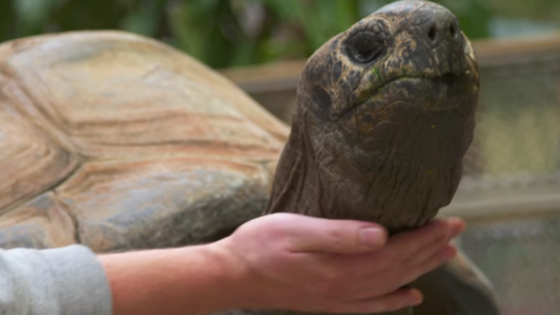 Do Tortoises Like Being Petted? Mental Floss