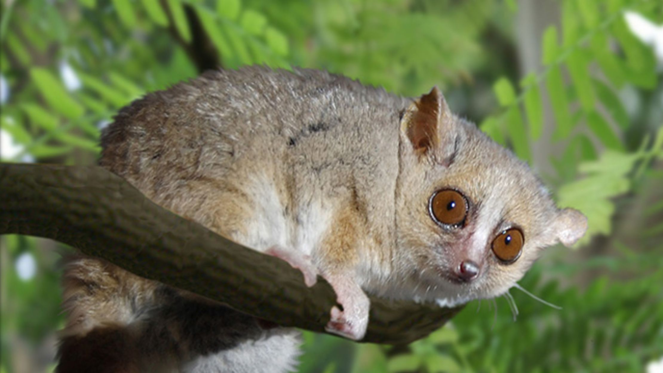 Tiny Mouse Lemurs Can Pull 10 Times Their Body Weight Mental Floss