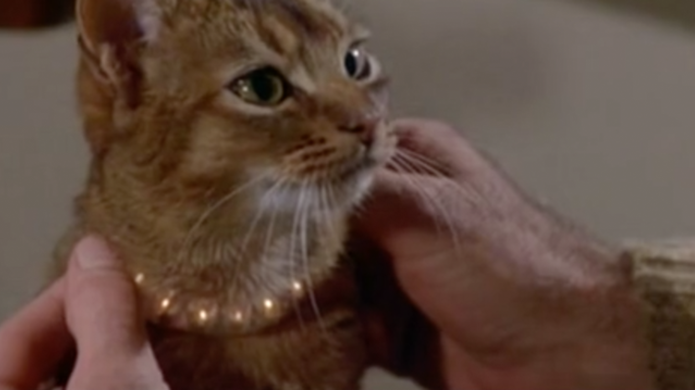 Watch 100 Years of Cats in Movies Mental Floss