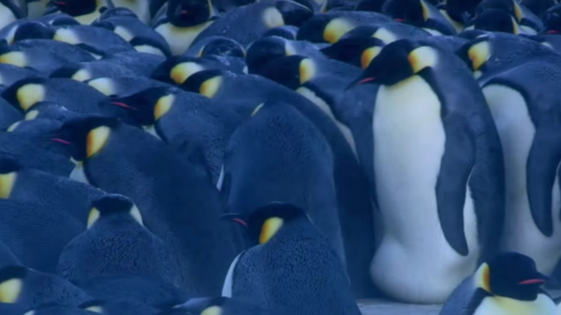 Time-Lapse Video Reveals Patterns in Penguin Huddle | Mental Floss