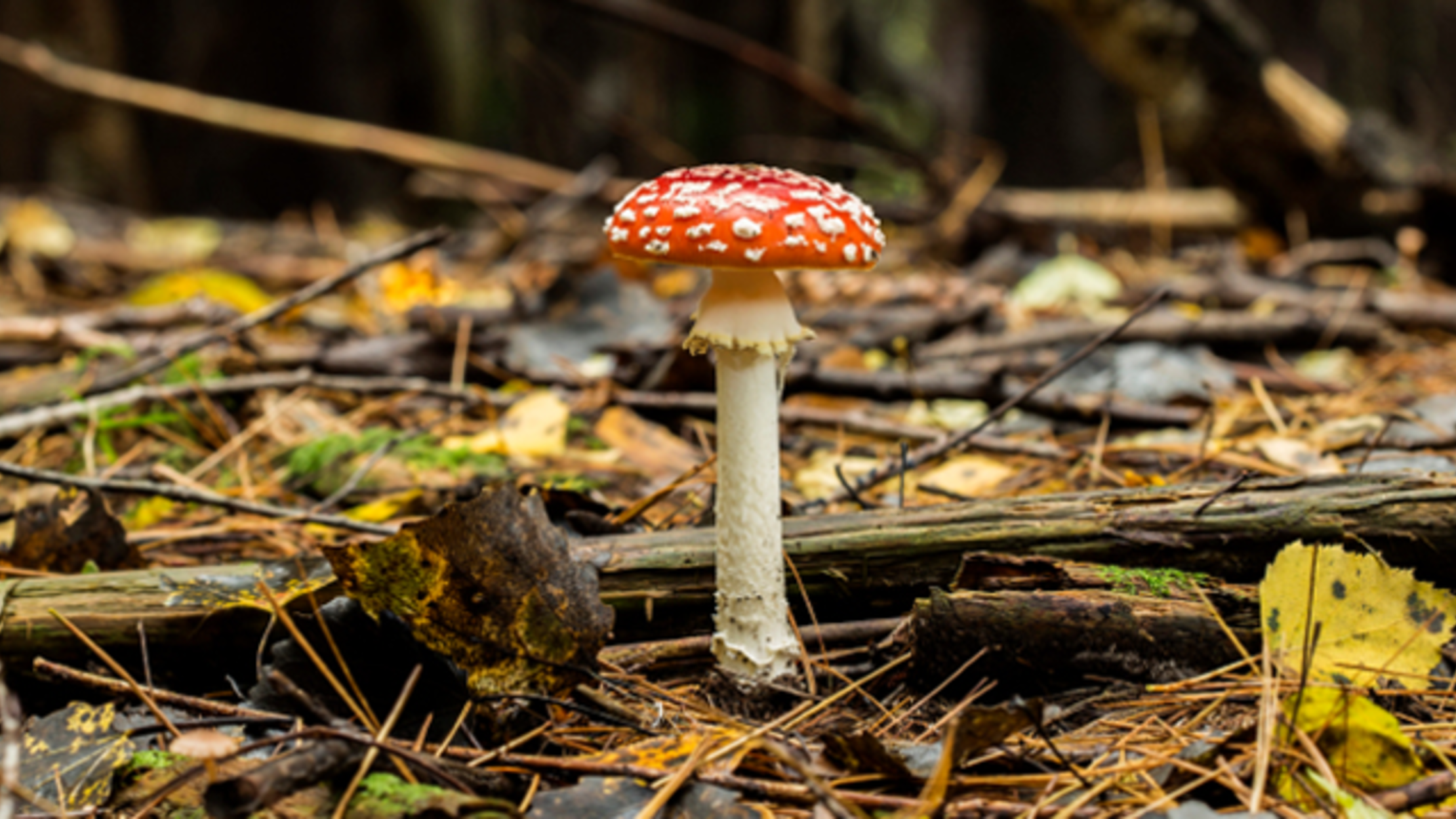 70 Totally Amazing Common Names For Fungi Mental Floss