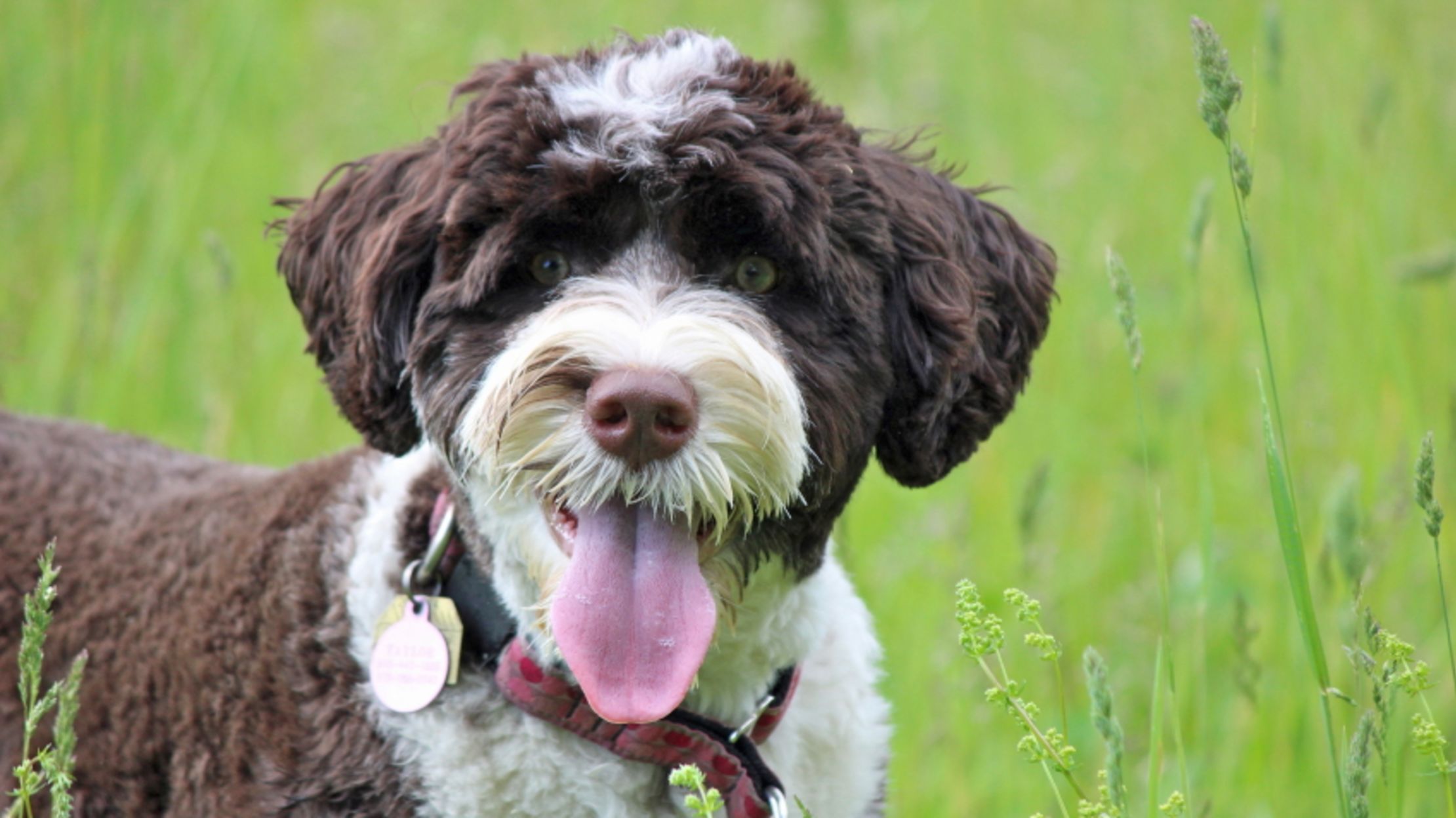 dogs similar to portuguese water dog