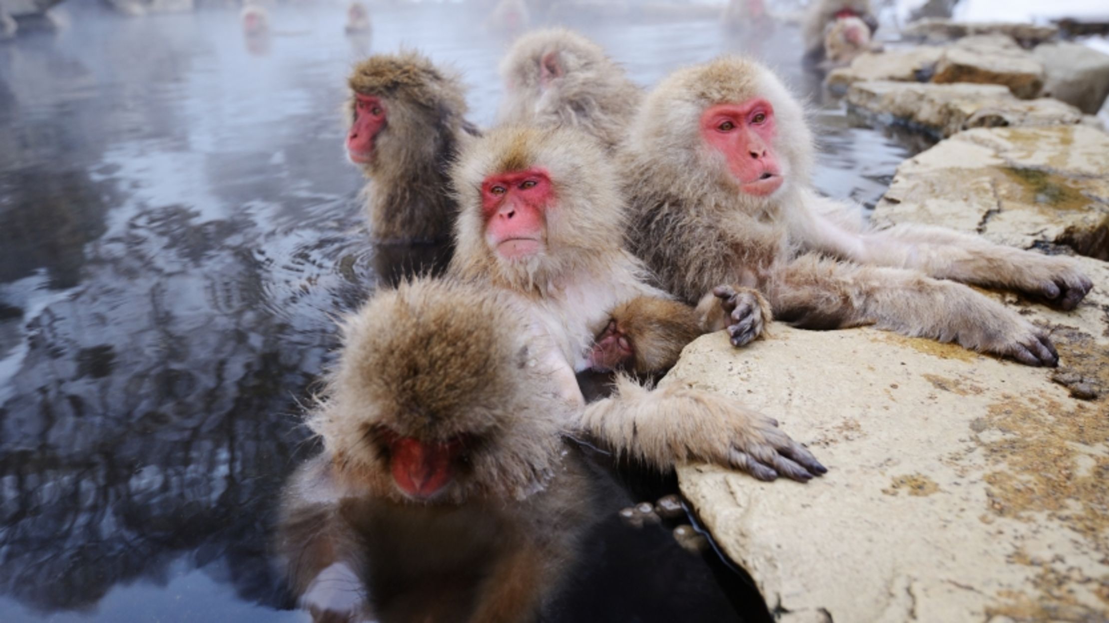 15 Incredible Ways Animals Stay Warm When It S Chilly Mental Floss