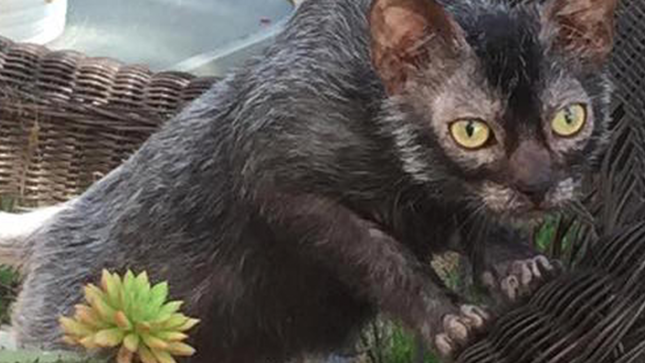 Halloween Is Over But You Can Still Own A Werewolf Cat Mental Floss
