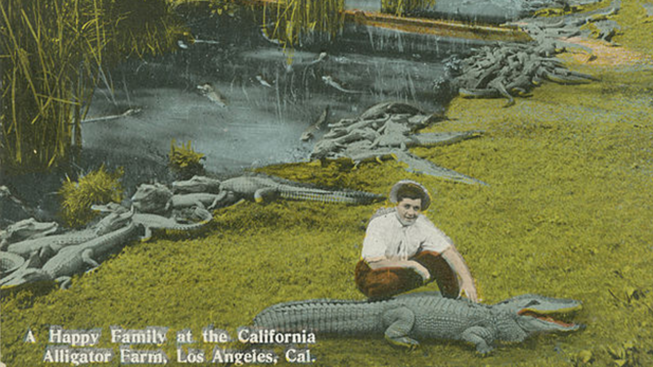 Photos of Californians Casually Hanging Out With Alligators in the