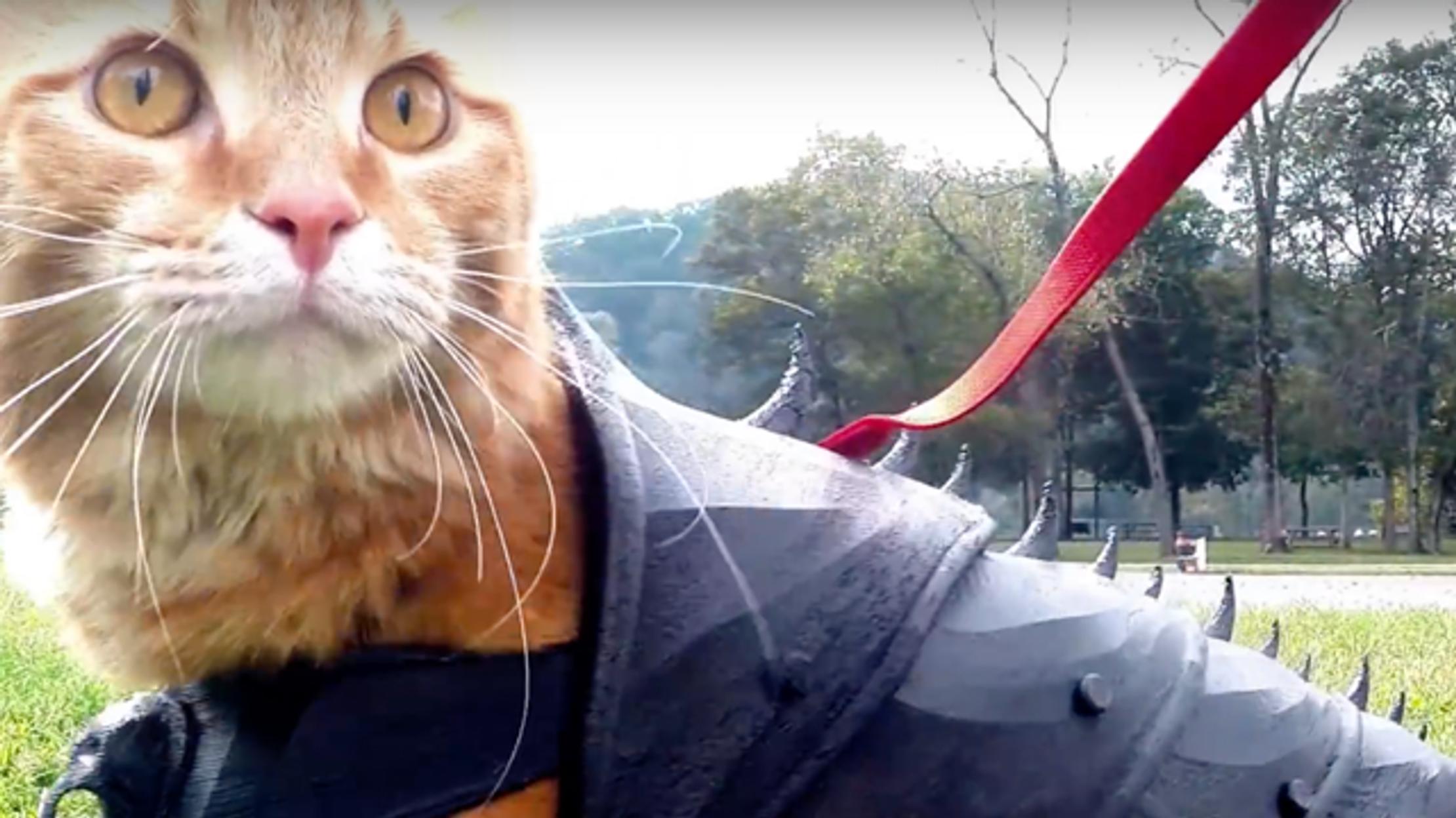 3D-Printed Cat Armor: A DIY Project for Fierce Felines ...
