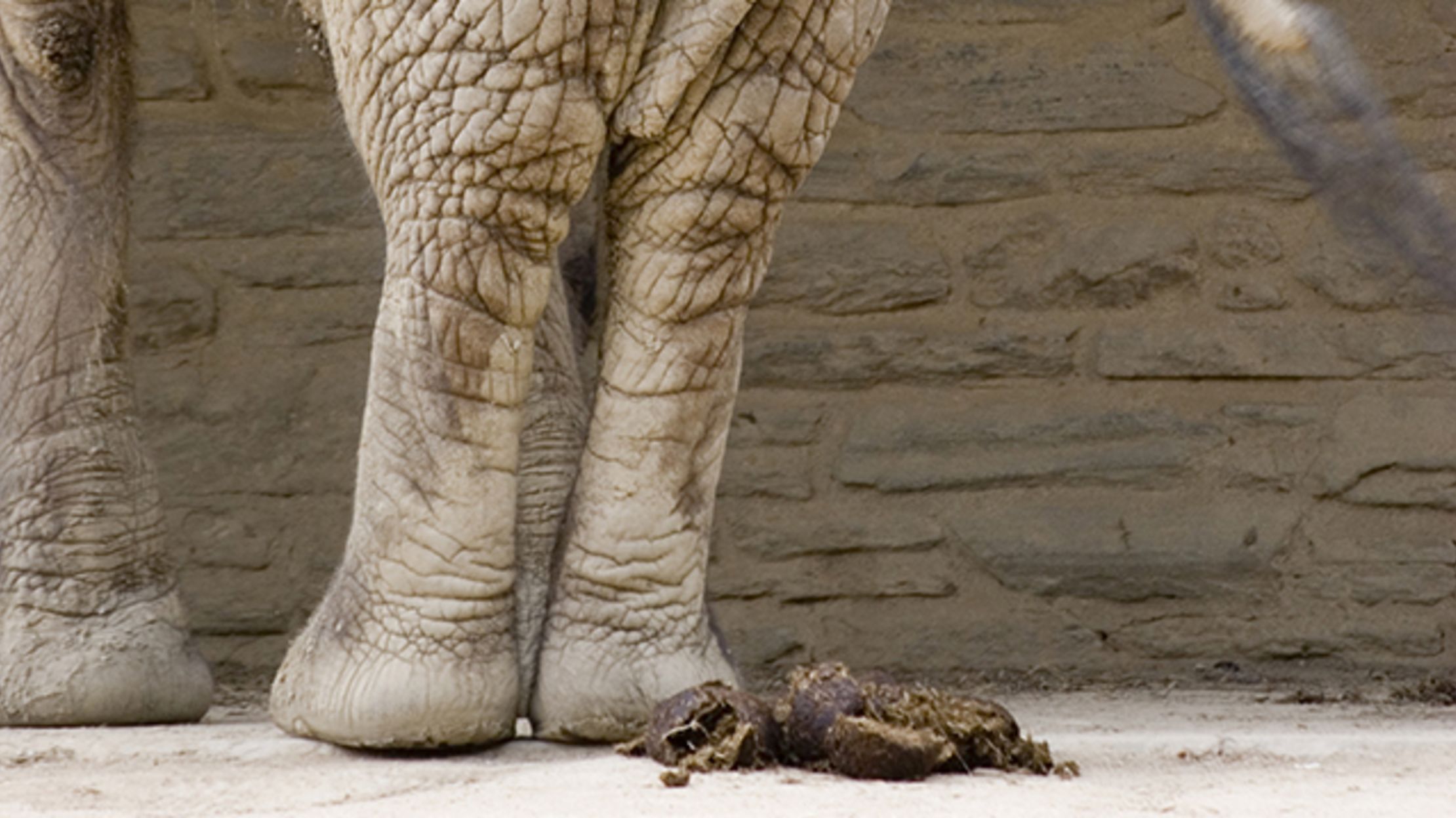 Which Animals Have The Biggest Poop