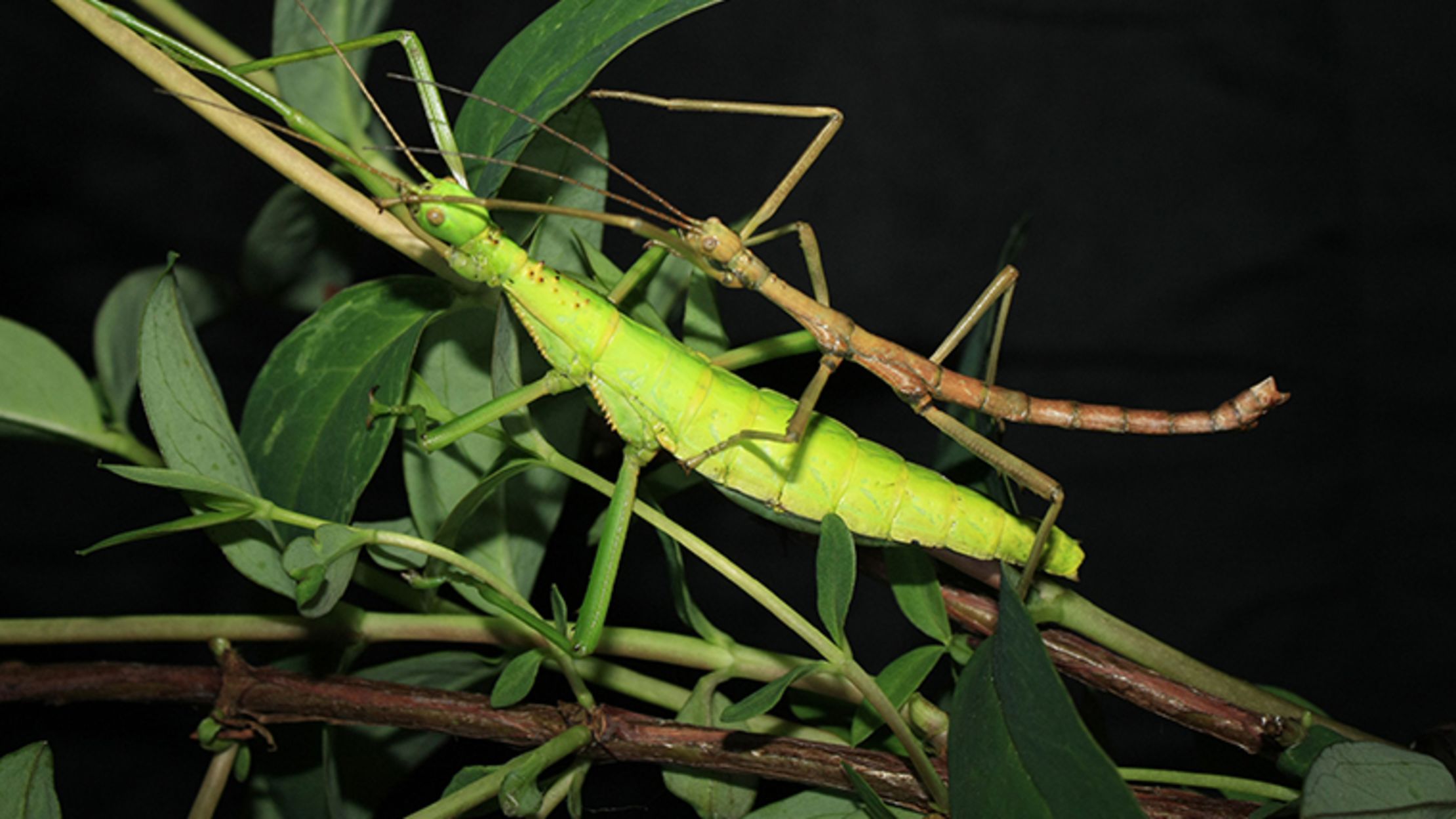 How Bugs From Australia Settled African Islands Mental Floss