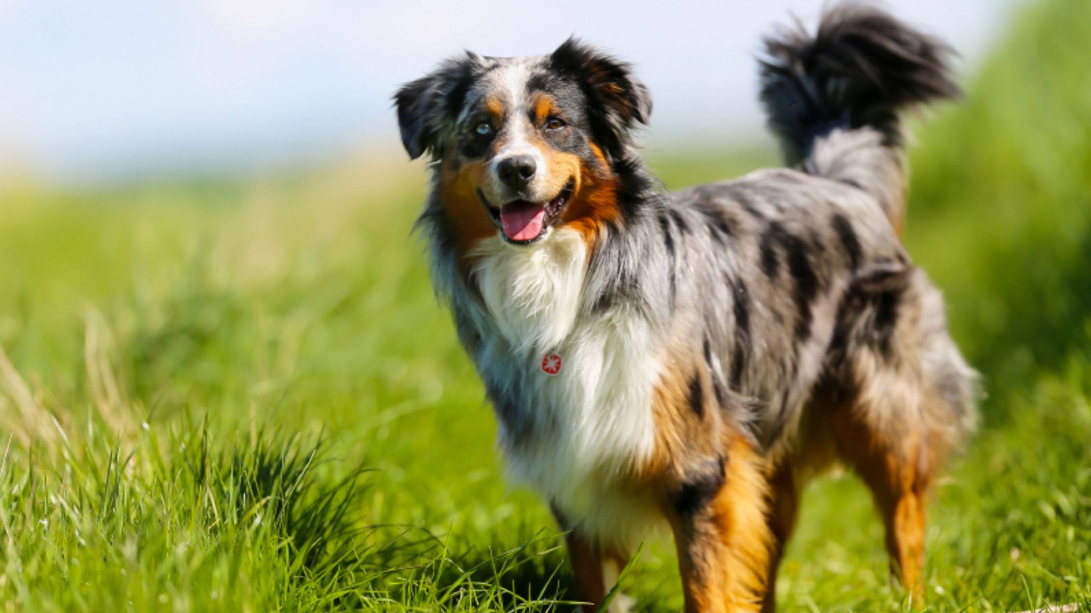 11 Active Facts About the Australian Shepherd Mental